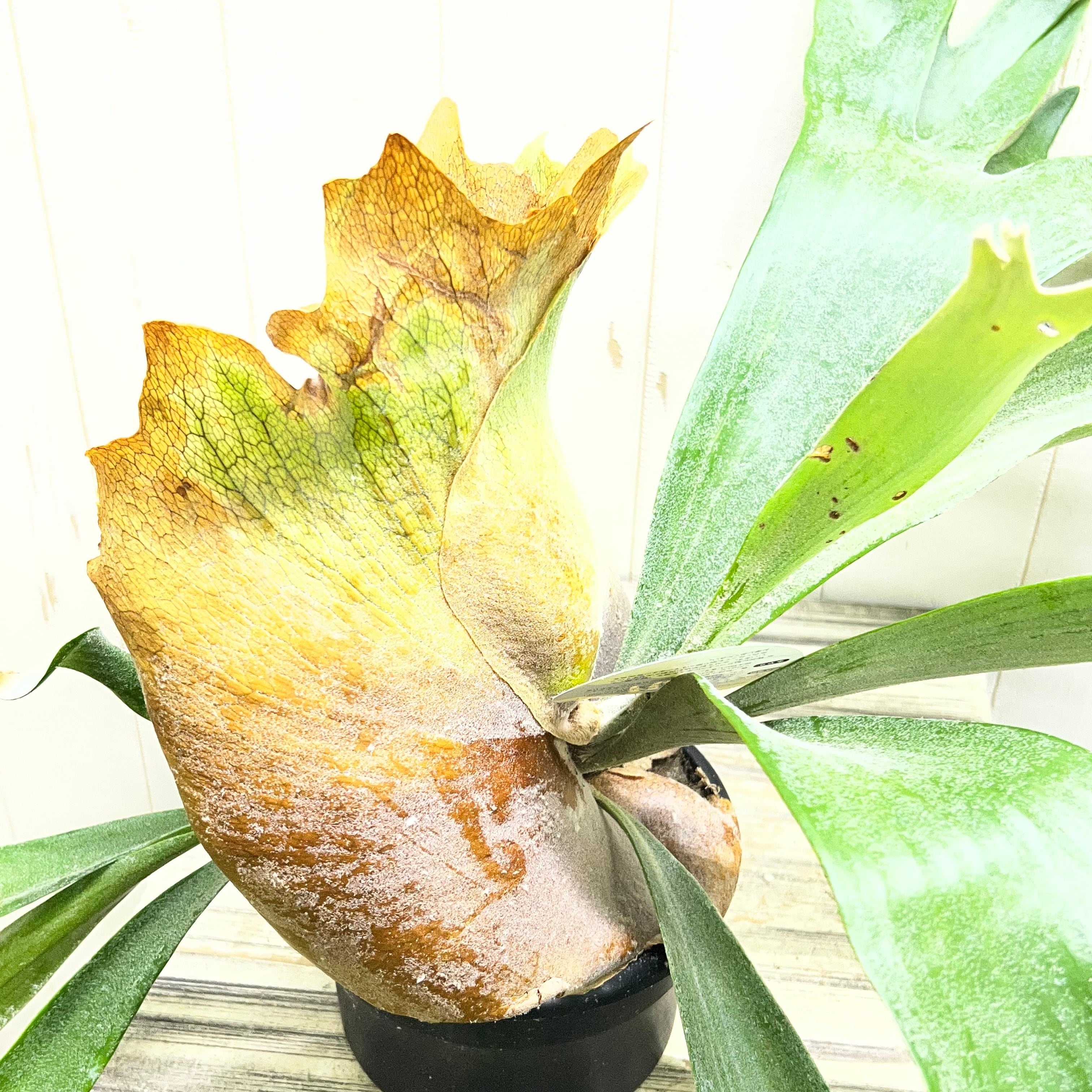 厳選株 大型 ビカクシダ アルシコルネ 5号｜幅約70cm 存在感のある