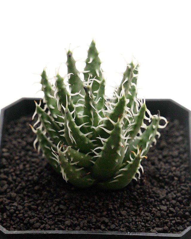 カット苗 エリナケア 【日本最安値？！】 Aloe erinacea