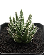 カット苗 エリナケア 【日本最安値?!】 Aloe erinacea