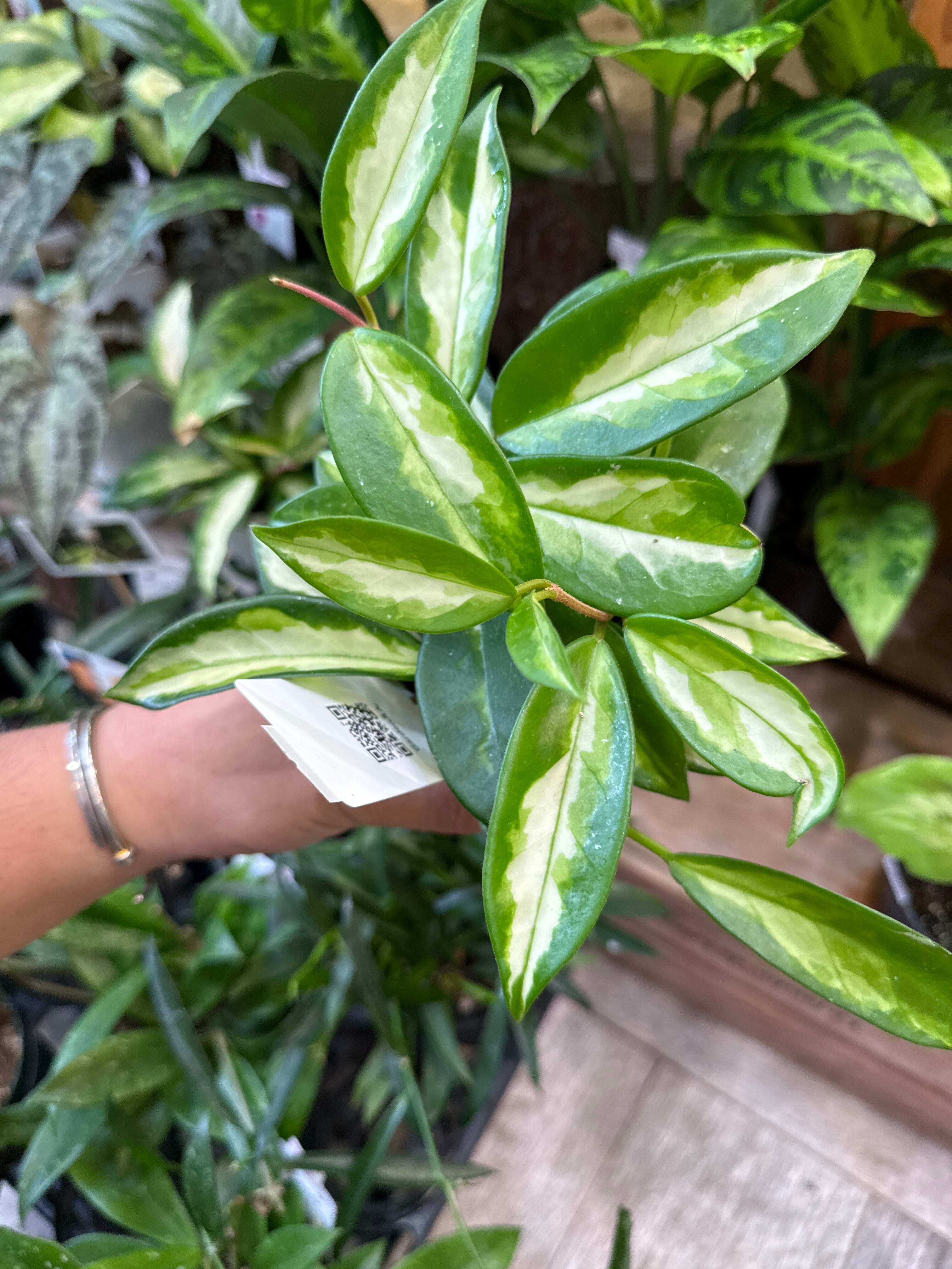 ホヤ カルノーサ エキゾチカ | Gardenえん 【観葉熱帯植物】