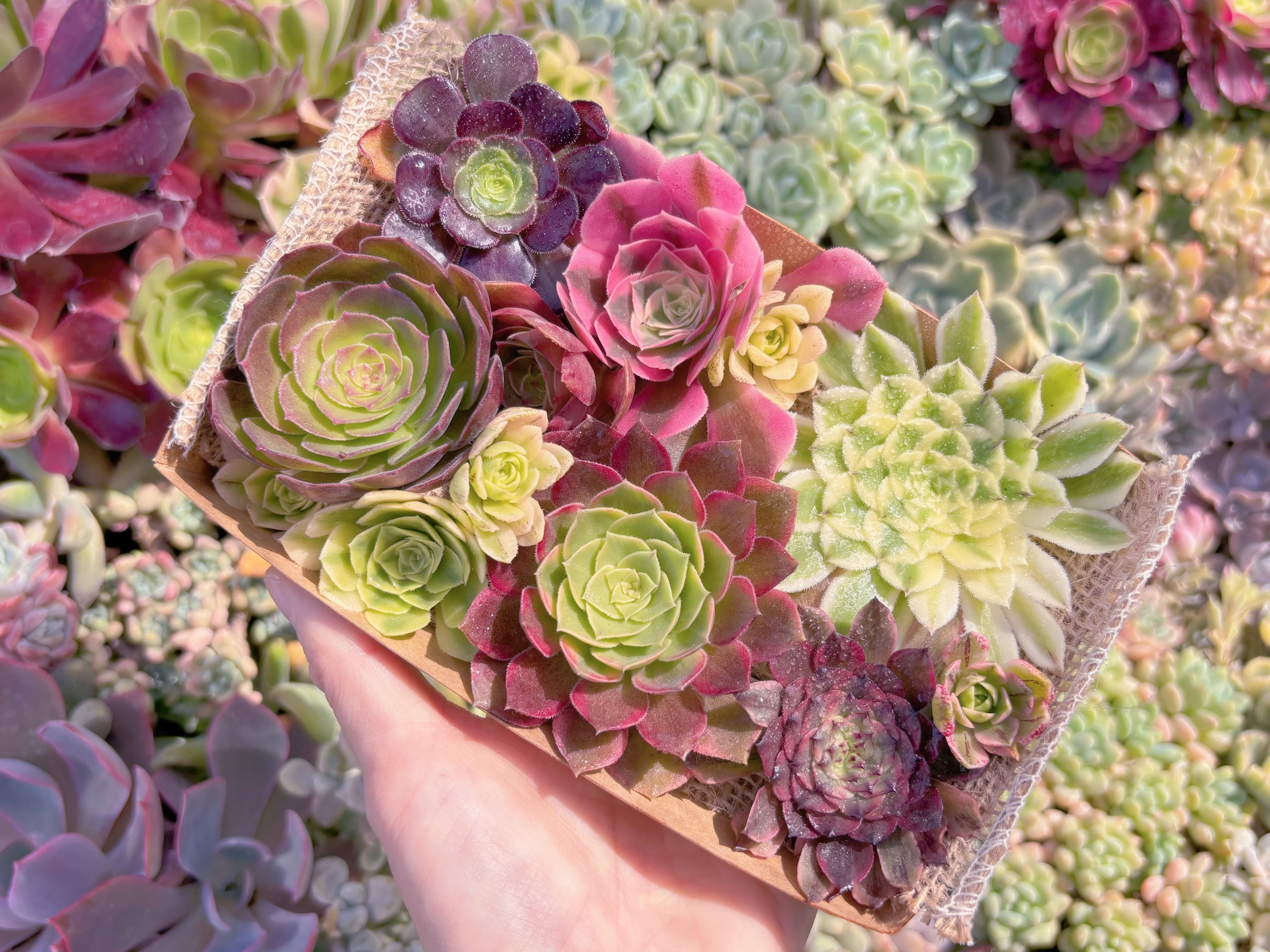 現品　寄せ植えセット#C46　るる農園