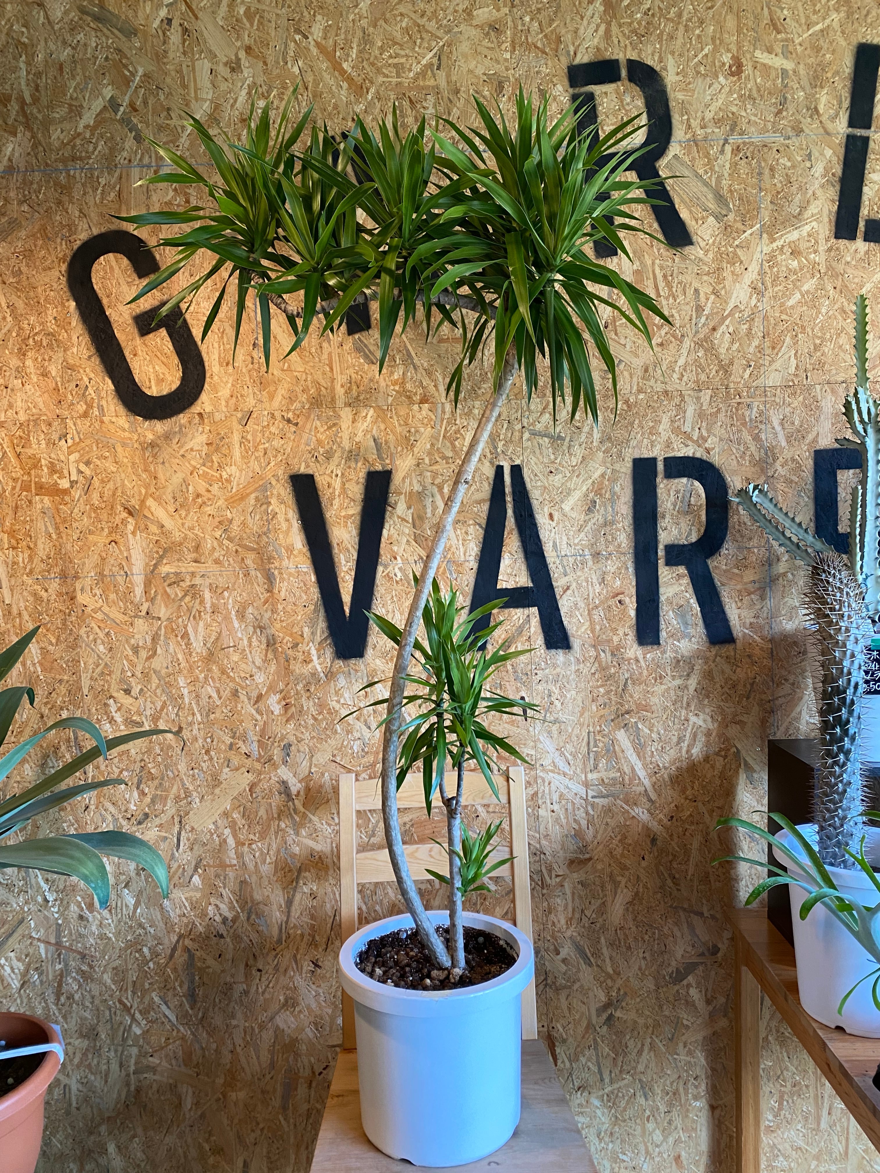 ドラセナ ナビー ”セブン” H150cm W70cm 口径26cm