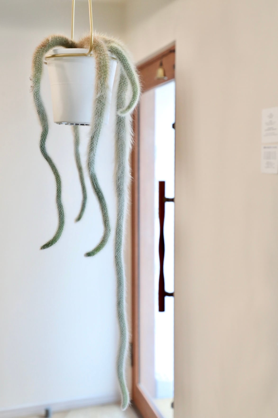 M】ヒルデウィンテラ カラデモノニス/さるのしっぽ ※ゴールド