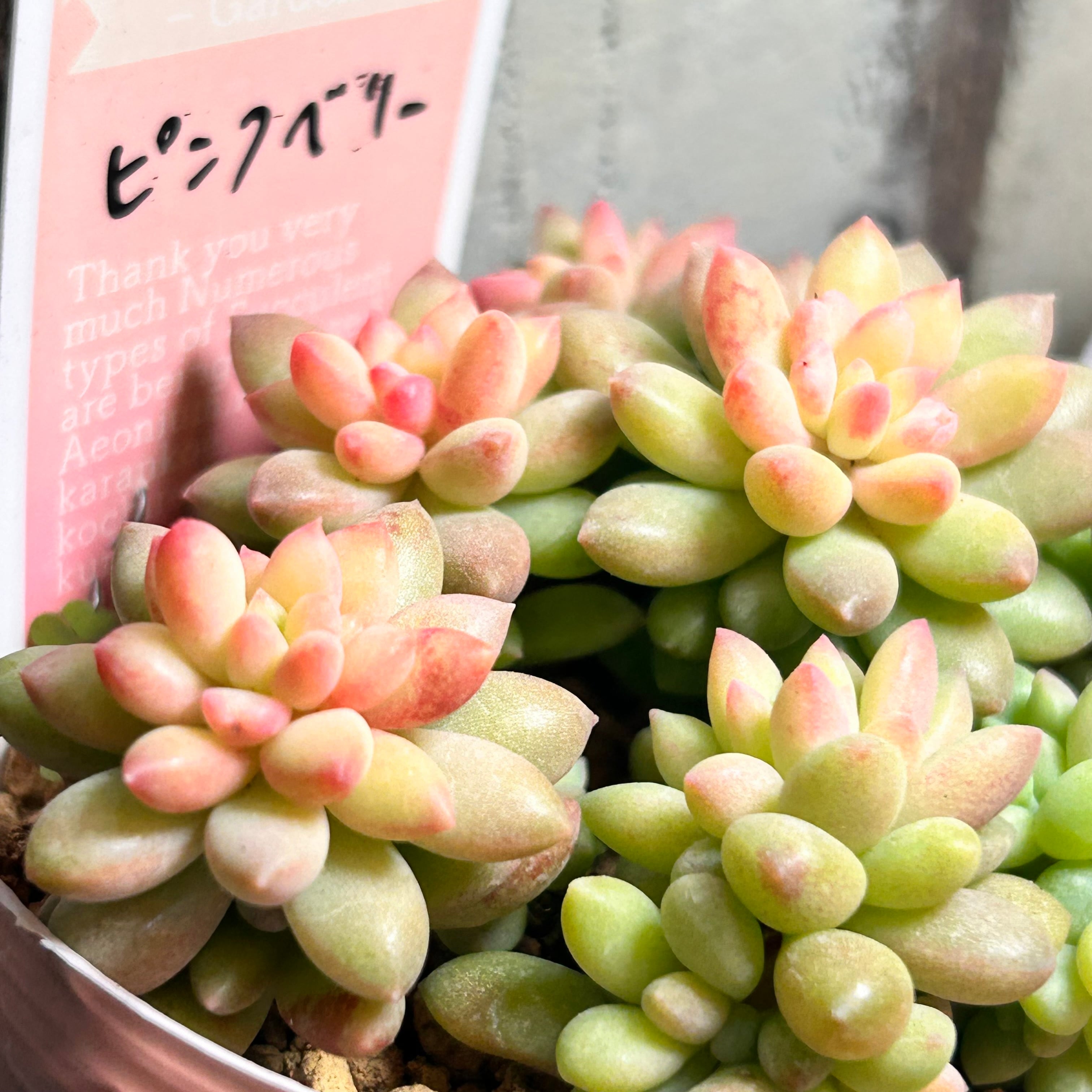 専用‼︎多肉植物^o^ 盛り盛り❣️ピンクベリー 081a914f9df2529b69e7c30735a767
