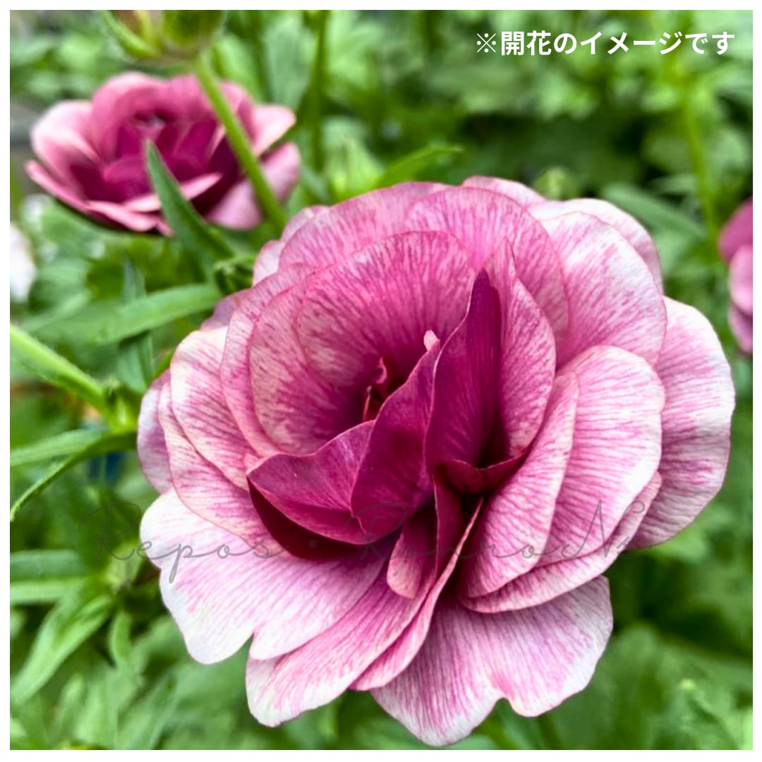 ラナンキュラス:ラックス・ティーバ(3.5号)ラナンキュラス 綾園芸 球根 希少 大輪 鉢花 珍しい 人気 花苗 ラナンキュラス