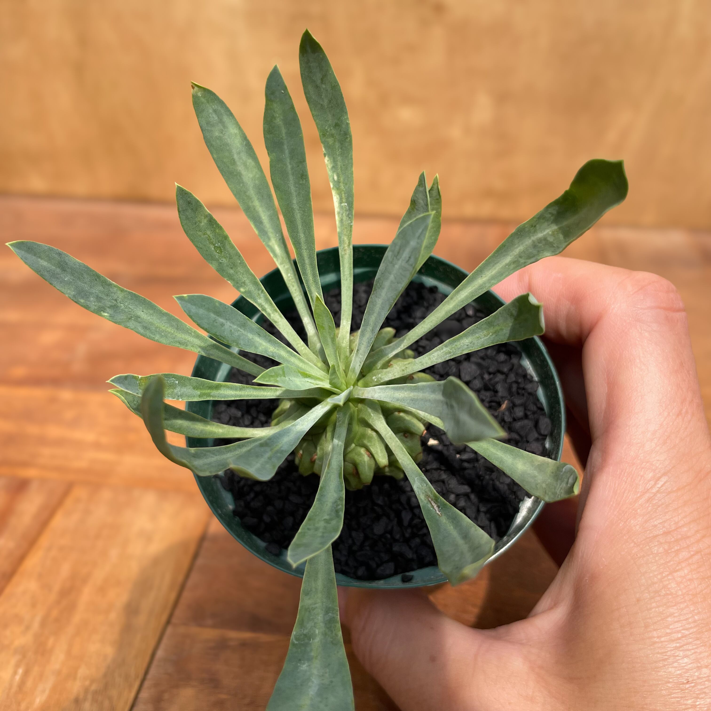 Euphorbia Neo Sasagani-Tekkou【ユーフォルビア・笹蟹鉄甲】 | RIMO'S