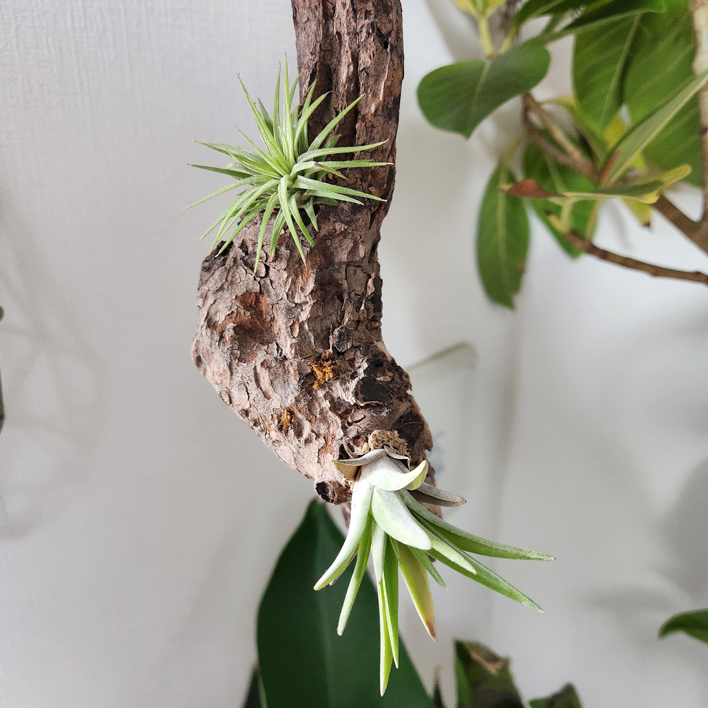ティランジア ドゥラティ② 観葉植物 | 陽華園