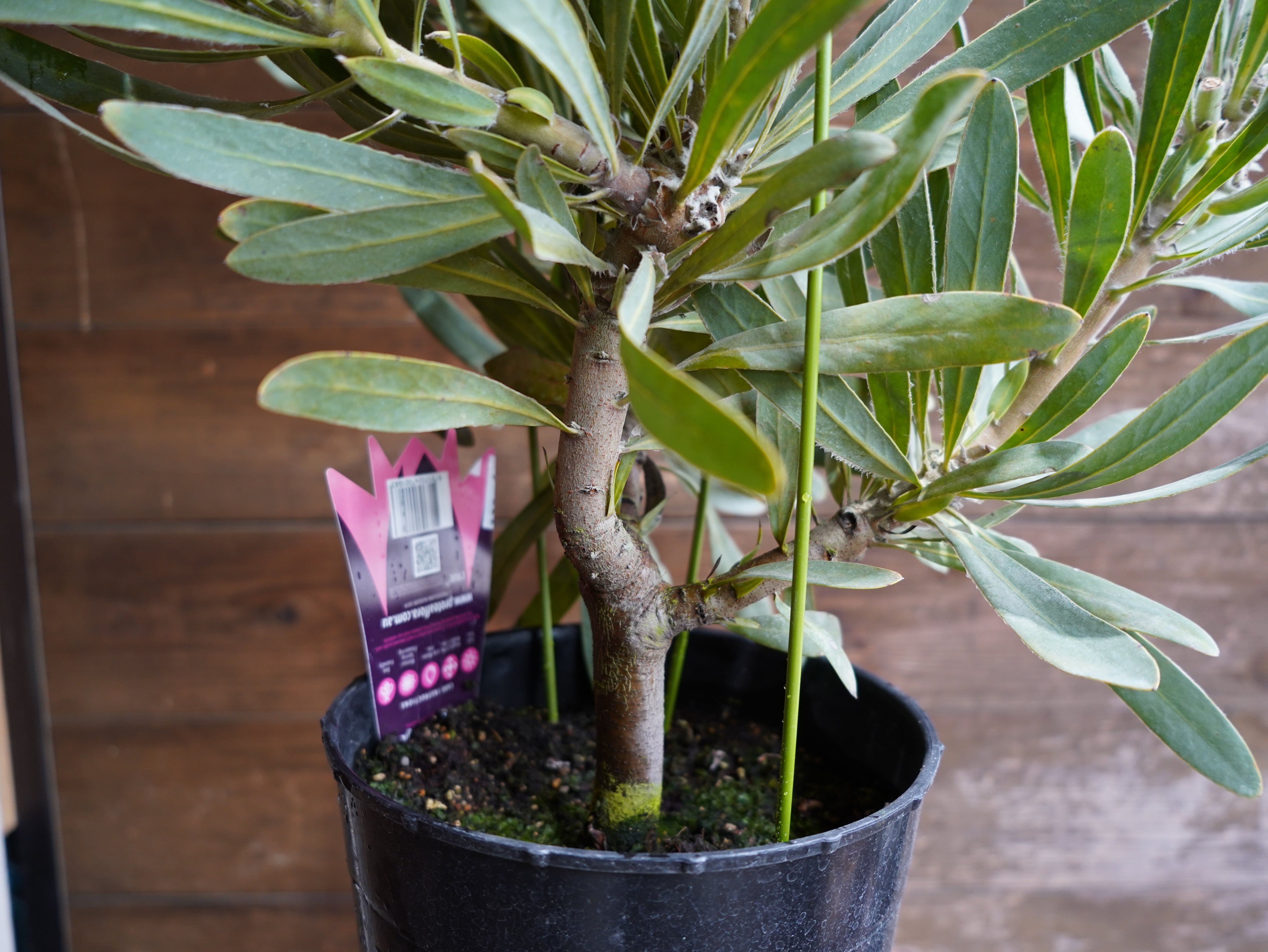 【現物】プロテア　”ポッサムマジック”