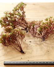 発根済カット苗 アエオニウム 小人の祭り錦 L 群生 Aeonium sedifolium f.variegata