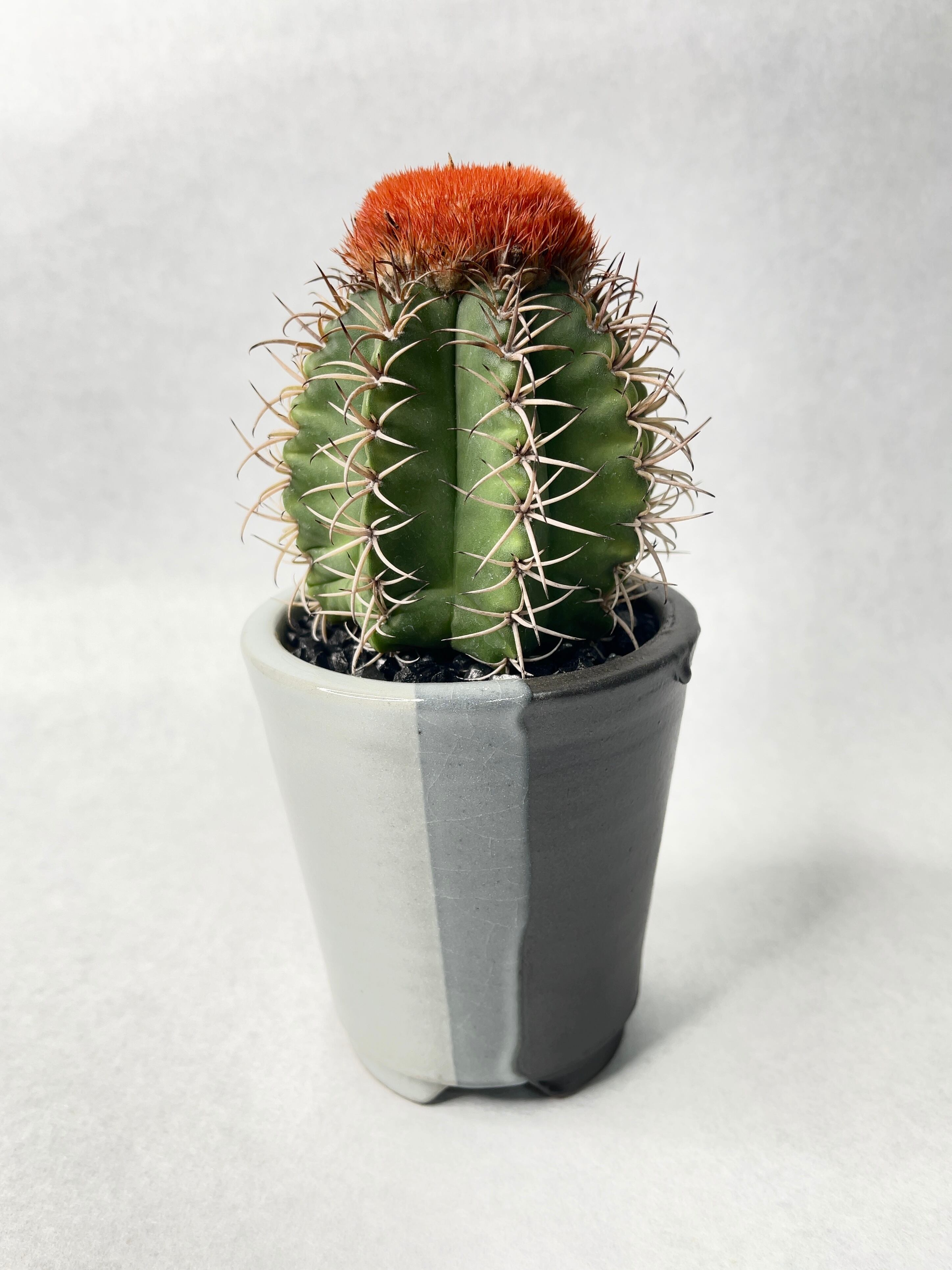 メロカクタス・マタンザナス | trigger