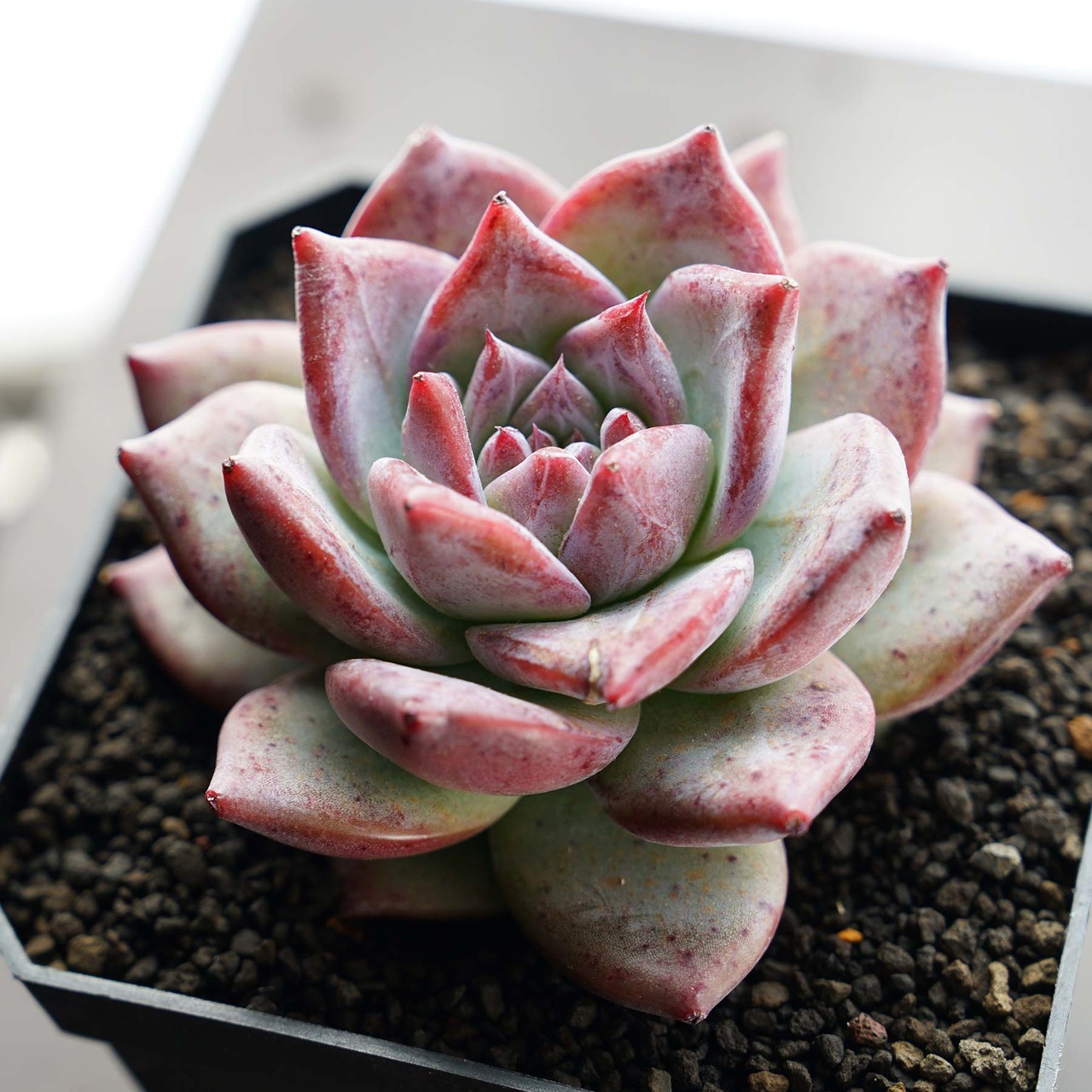 カット苗 ブラックサバス Echeveria 'Black Sabbath'