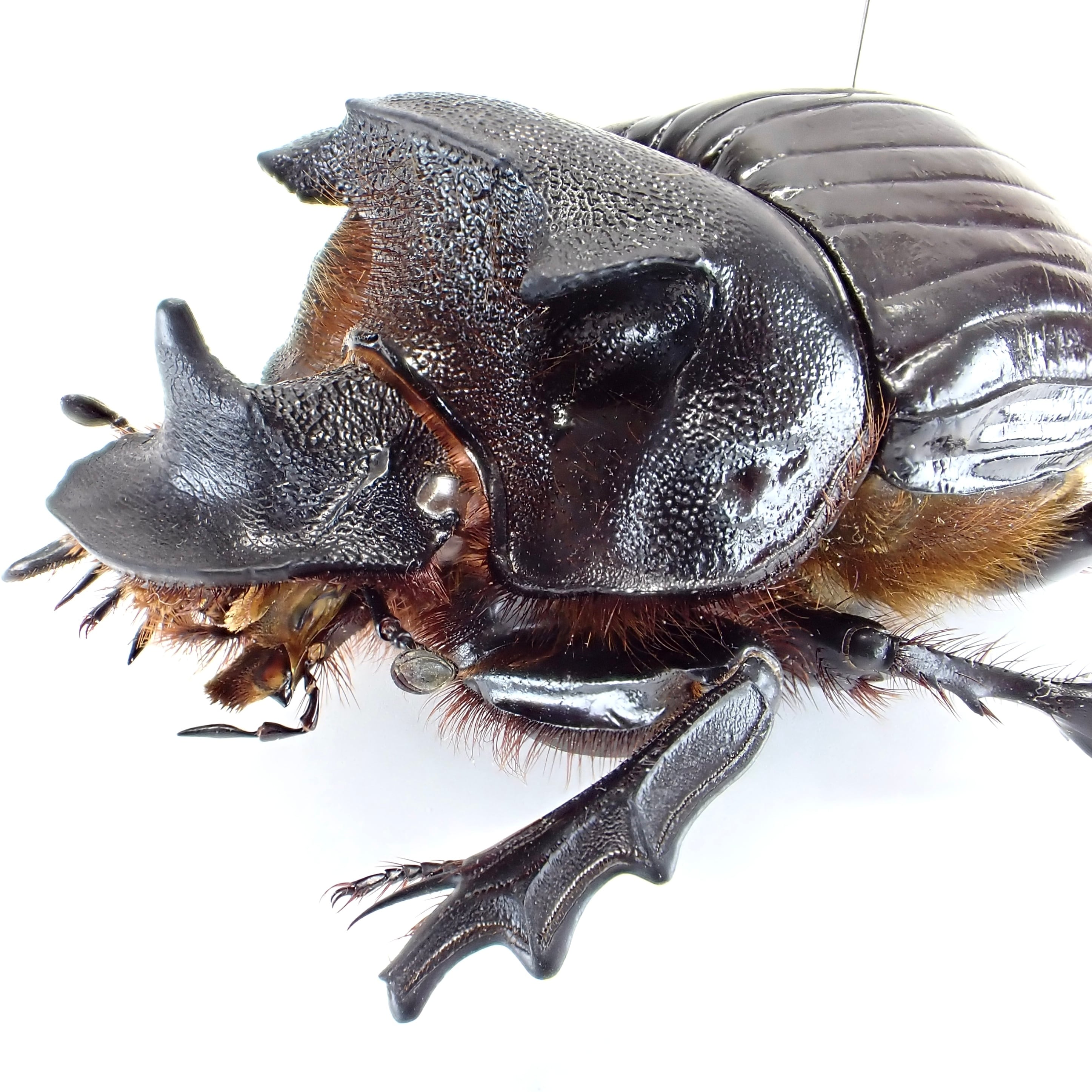 タンザニア産 Heliocopris colossus ♂ 59mm | 昆虫標本 Diggers & Rollers