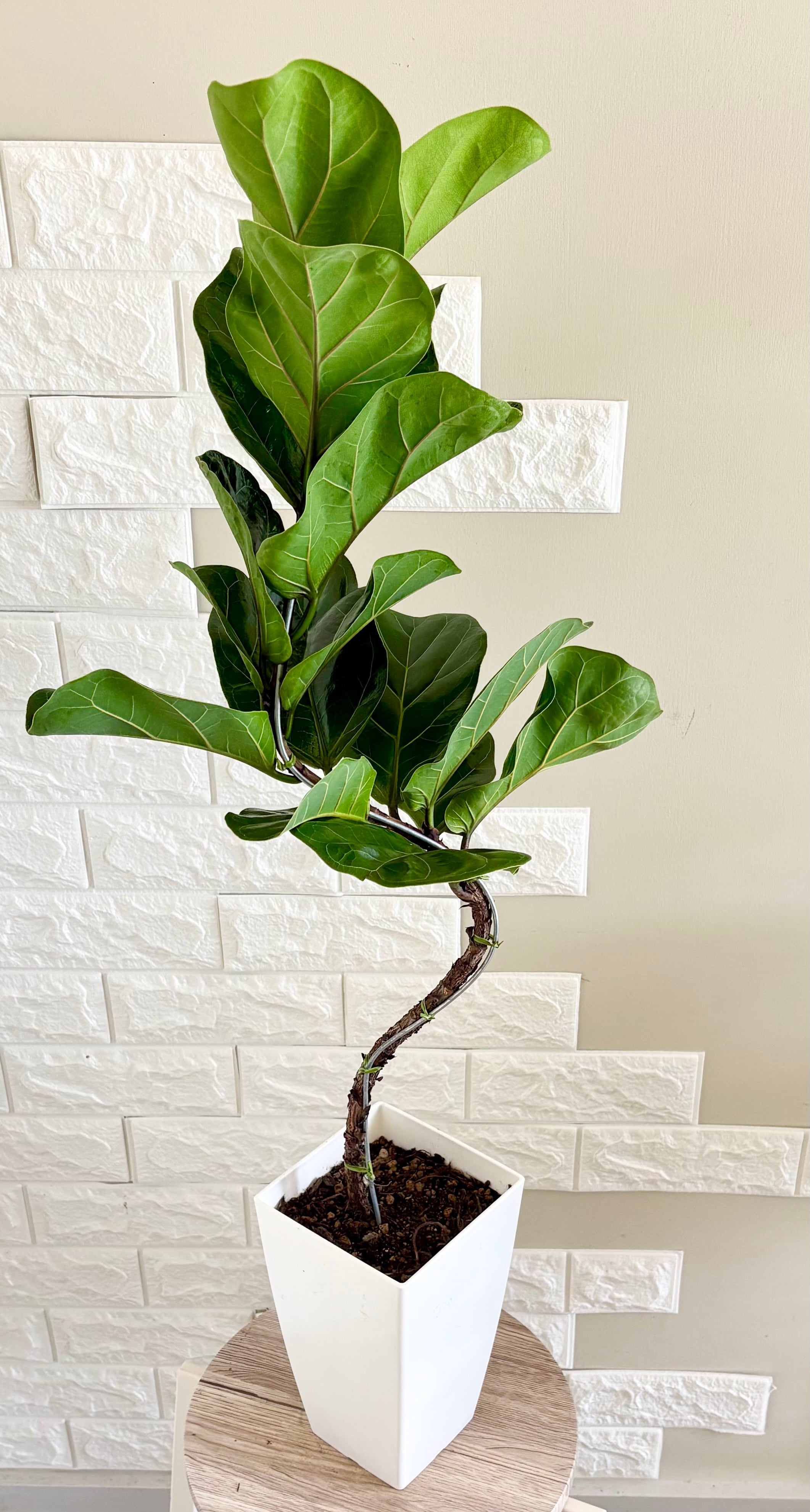 現品】フィカスバンビーノ 曲がり樹形 観葉植物 | 観葉植物のお店