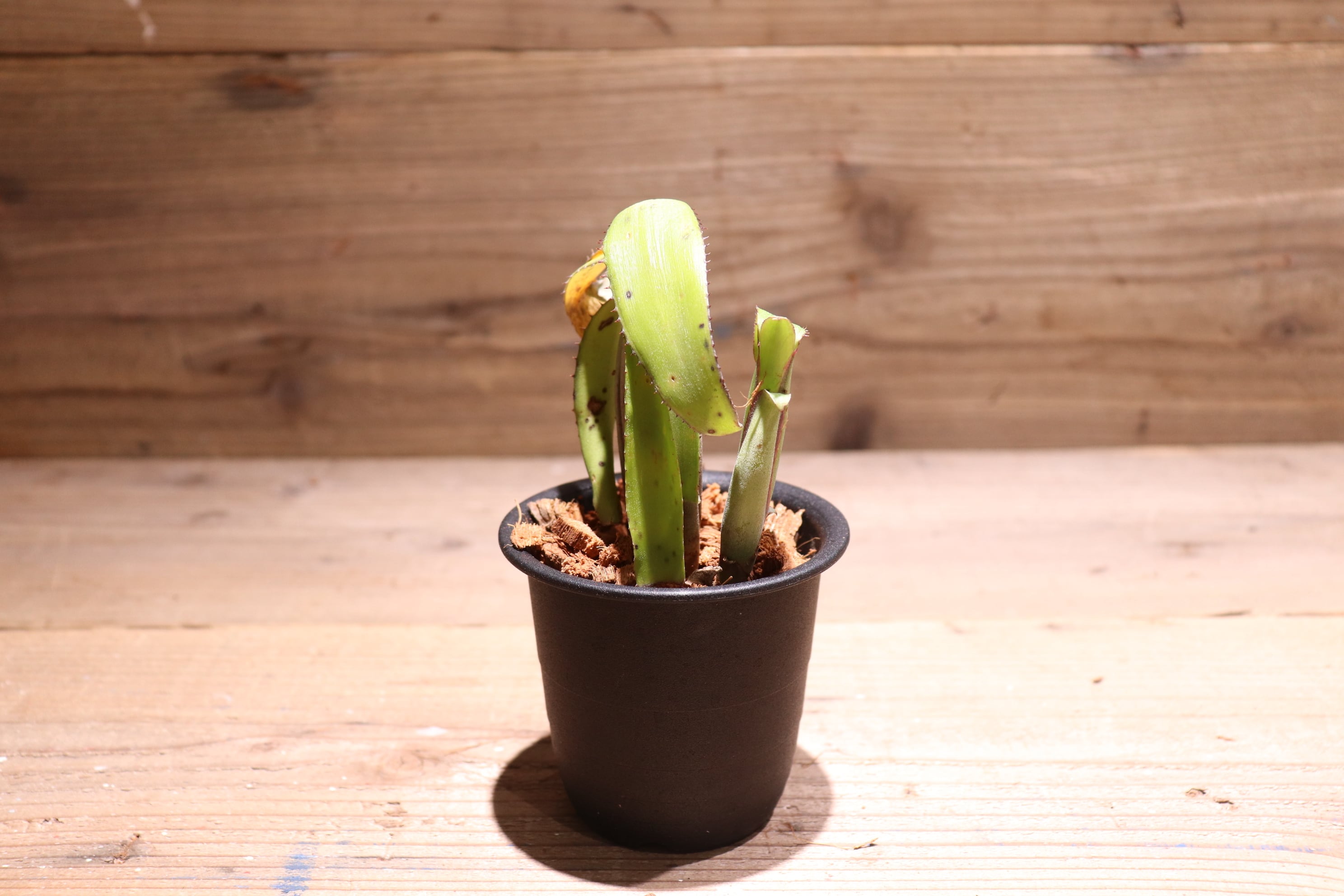 送料無料】Aechmea brevicollis〔エクメア〕現品発送A0046 | plane plants