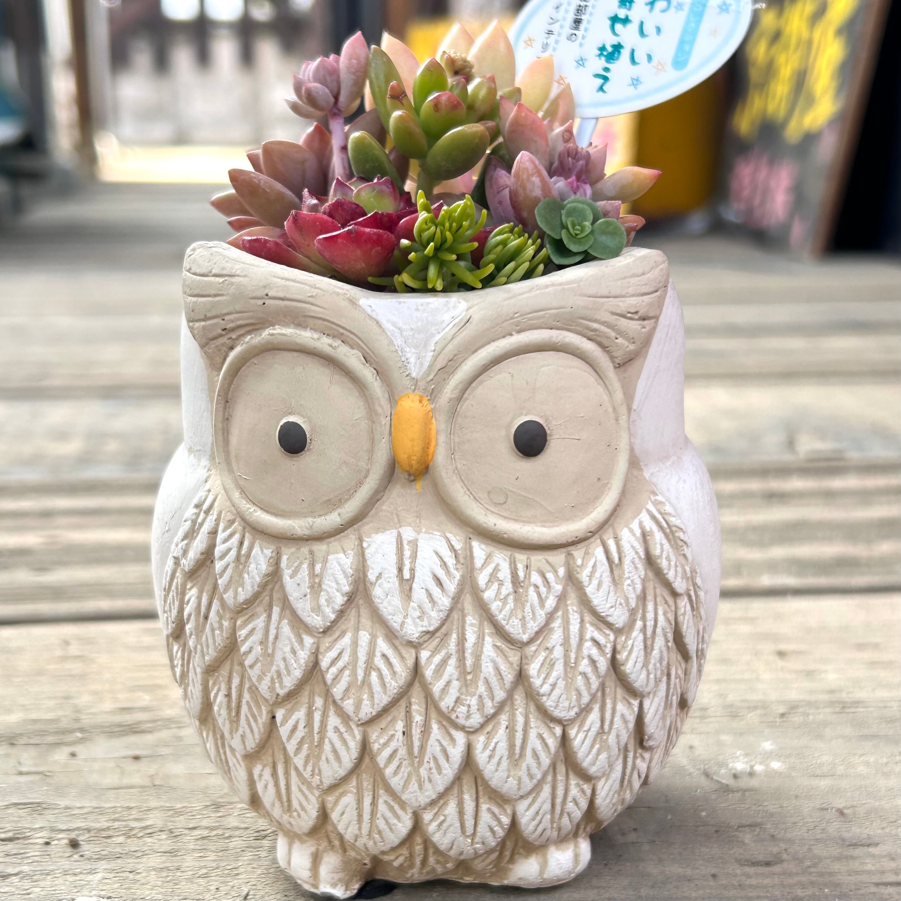 T)可愛い多肉の寄せ植え(フクロウ | RuPo 多肉植物専門店