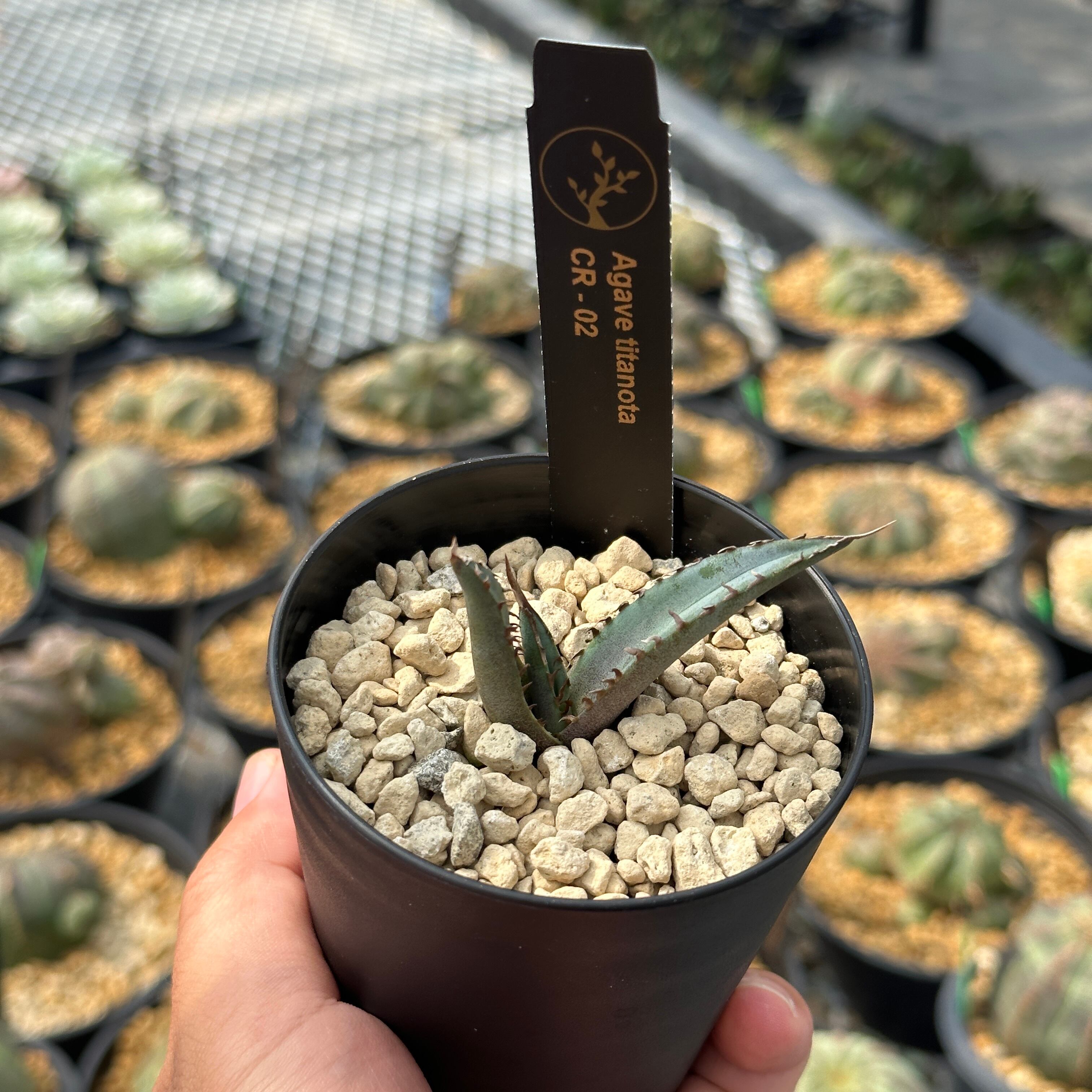 アガベ チタノタ CF-002 子株 微発根 オテロイ