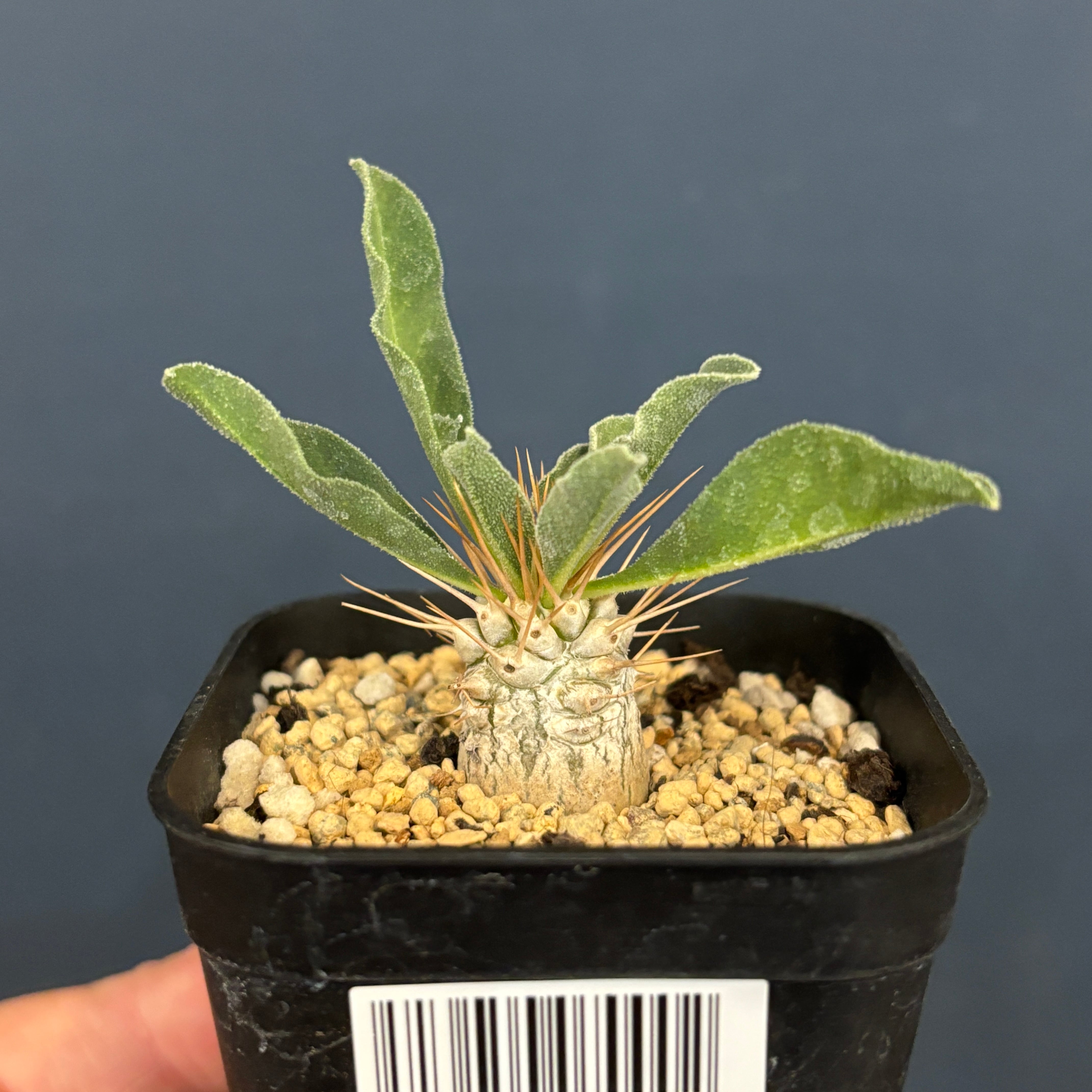 パキポディウム ナマクアナム 光堂【684】