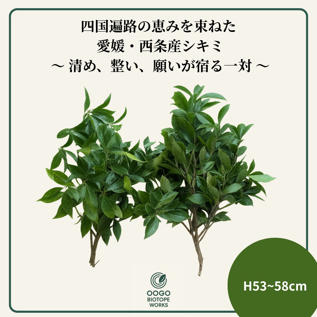 【OOGO】国産シキミ 切り枝 L（53–58cm） | oogobiotope