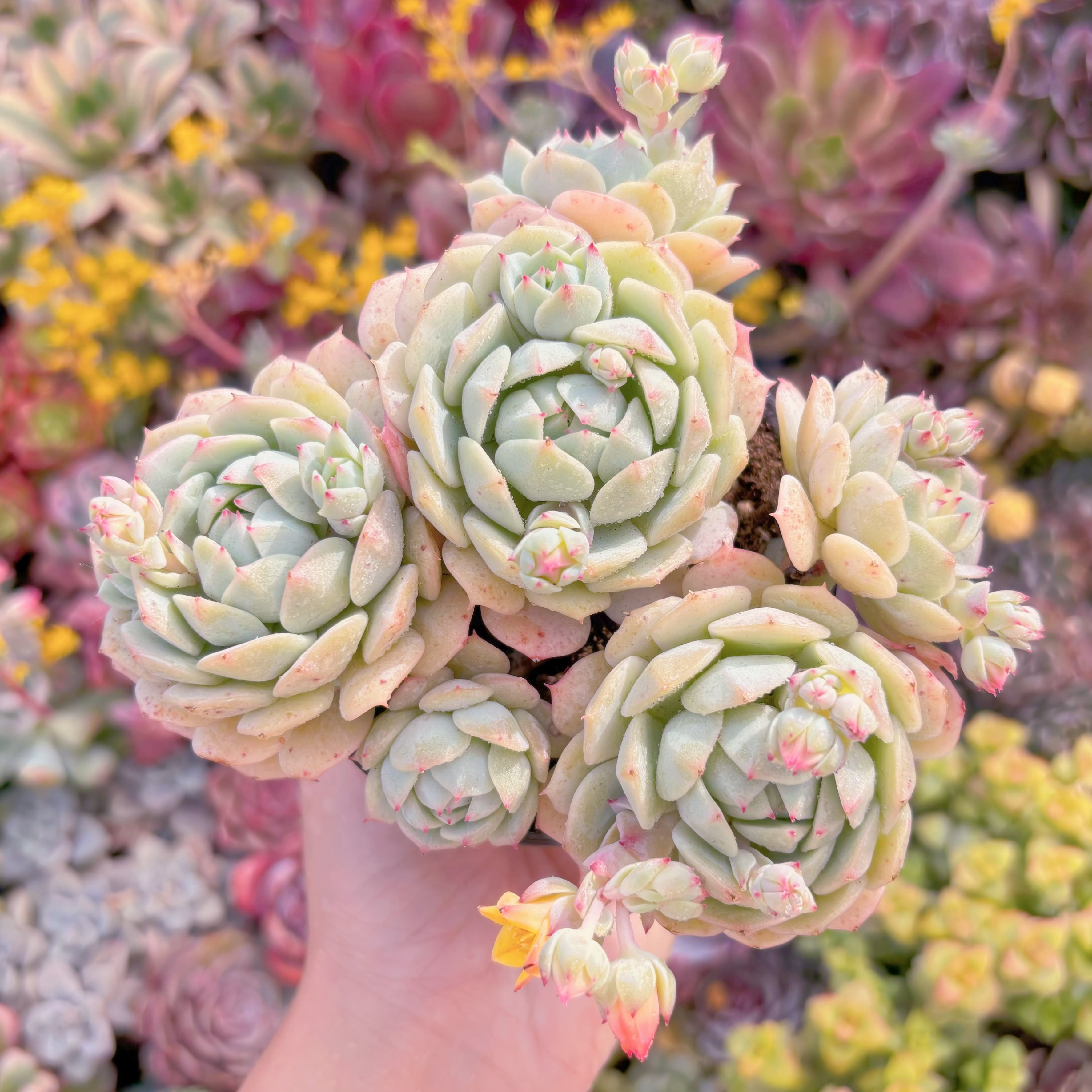 現品　静夜#M253　群生　新入荷　るる農園