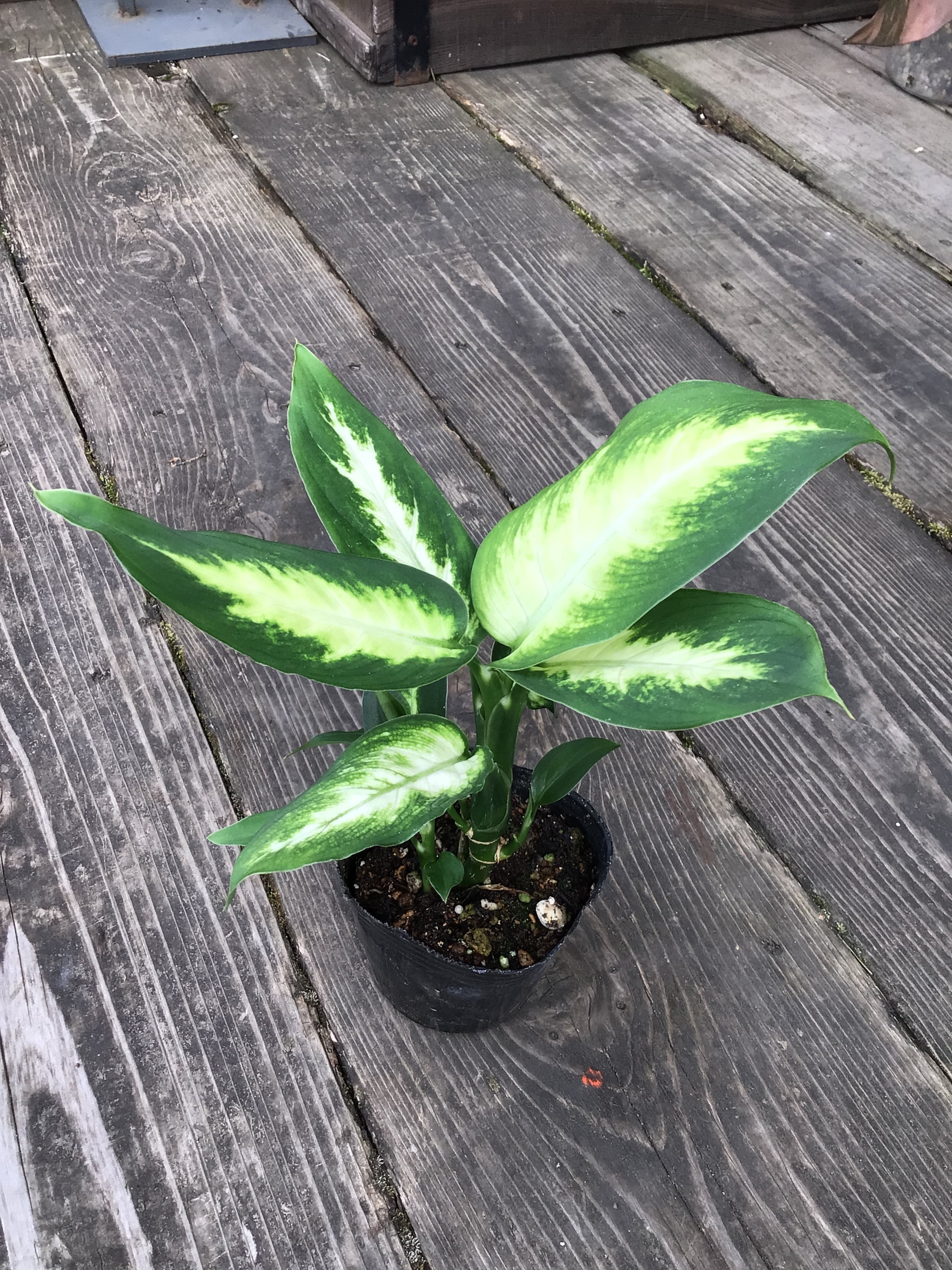 D アロカシア ニンジャ 抹茶ラテ | MIDORIYA 観葉植物専門店