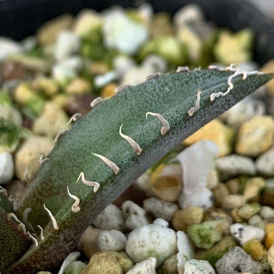 F2073 極上 希少！！アガベ チタノタ キョウト