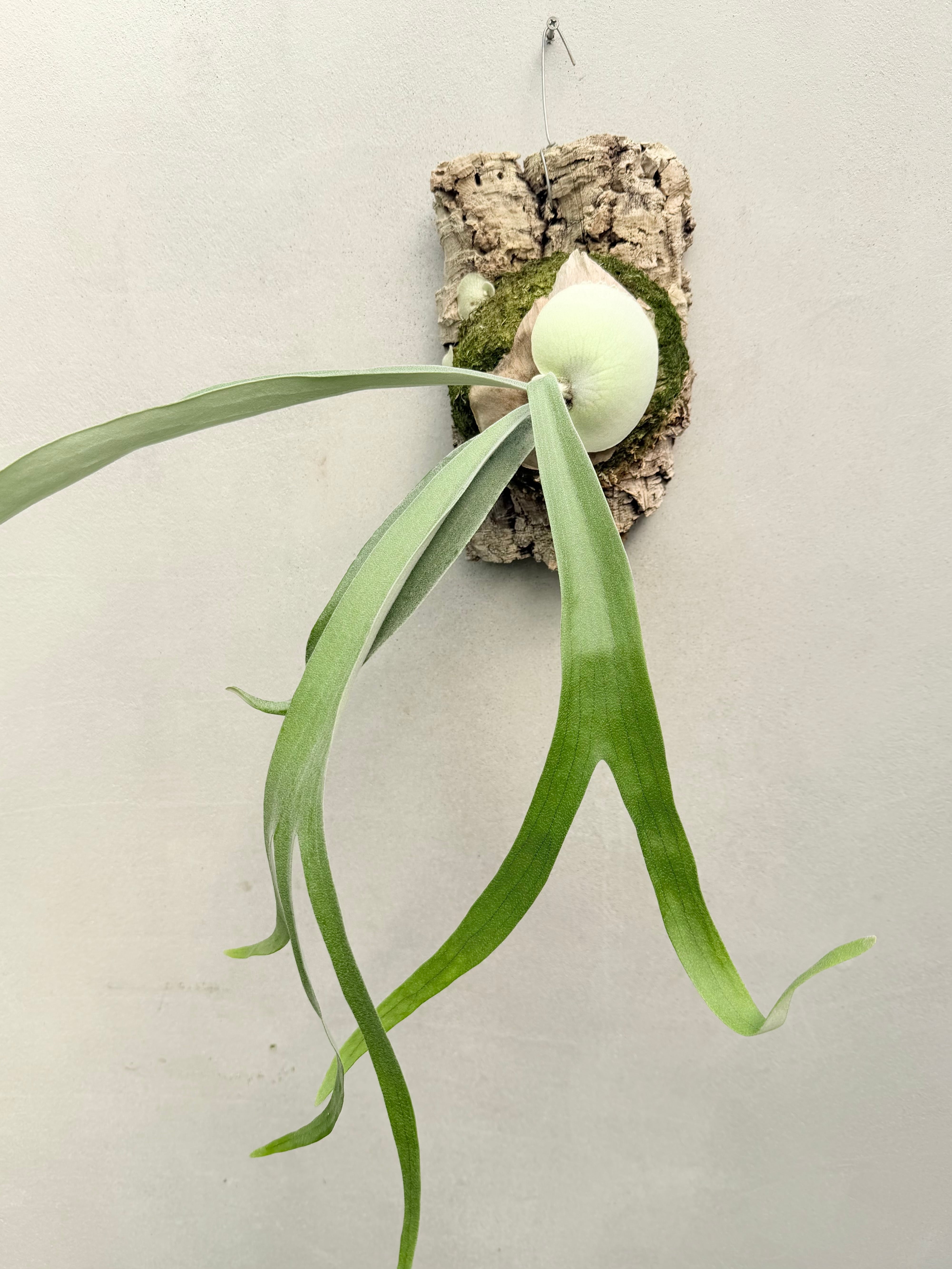 P. 'Hanuman' ビカクシダ ハヌマン | vandaka plants