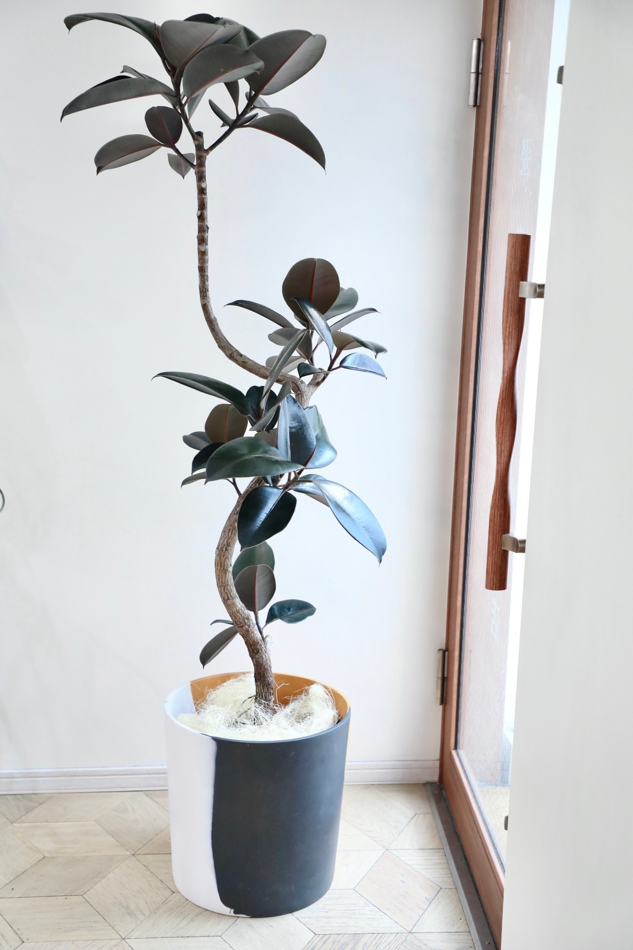 【L】【渋谷区周辺エリア/配送料無料】【170cm】フィカス バーガンディー/Ficus Altissima　※鉢カバー別