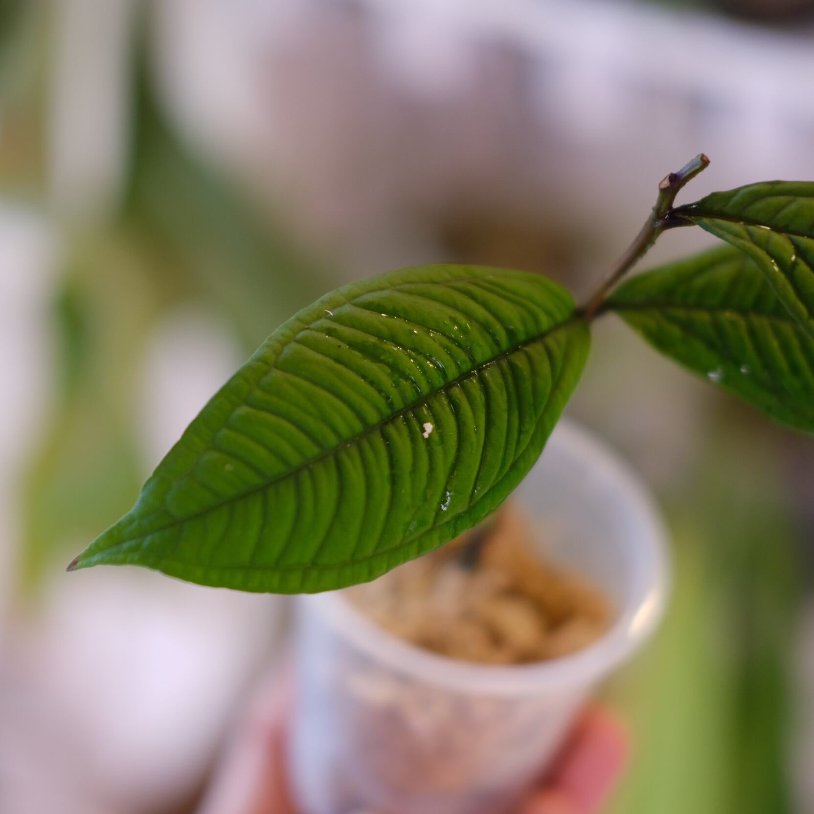 Syzygium jiewhoei｜シジギウム ジエホエイ②｜希少フトモモ科植物