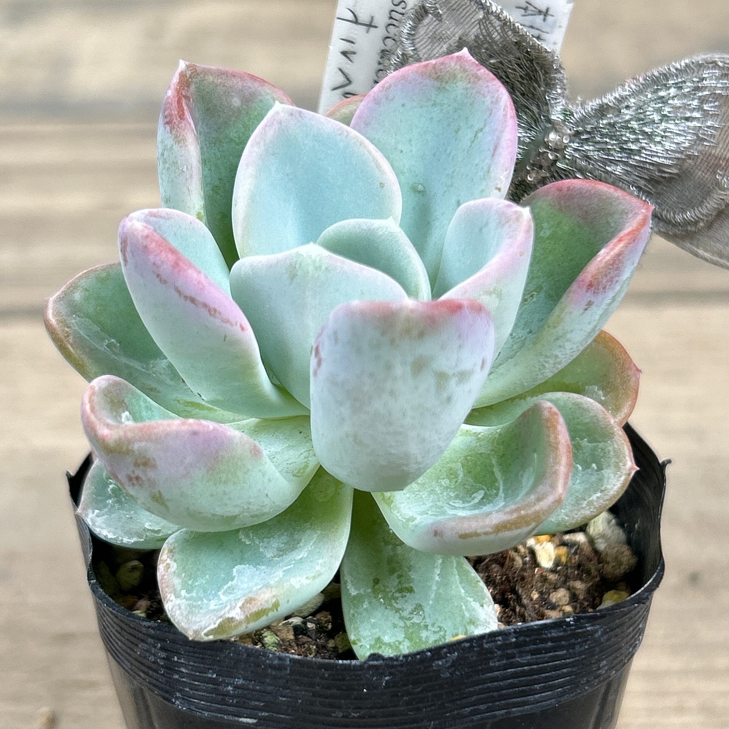 オルペット | RuPo 多肉植物専門店