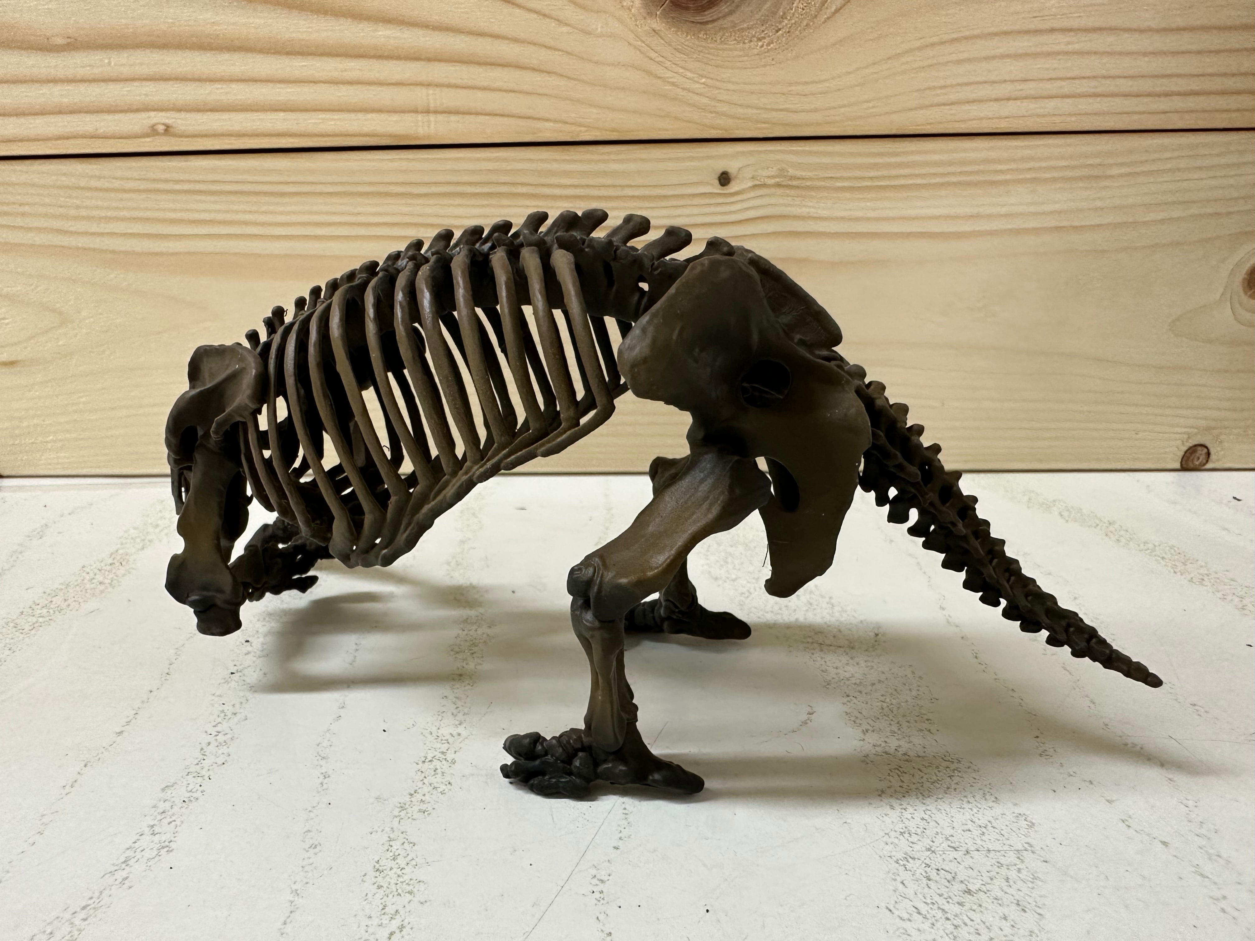 木彫　絶滅哺乳類　アルケオテリウム　頭骨模型　1/5スケール FW24 ホビー・楽器・アート 木彫 絶滅哺乳類 アルケオテリウム 頭骨