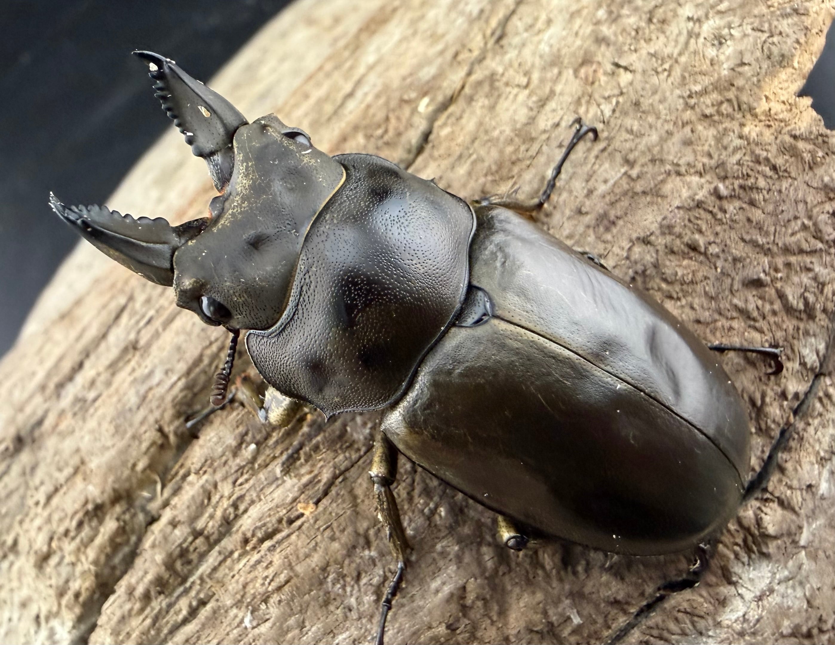 WF2】《フルストルファーオウゴンオニ 44mm ペア》栗茶色氏委託個体