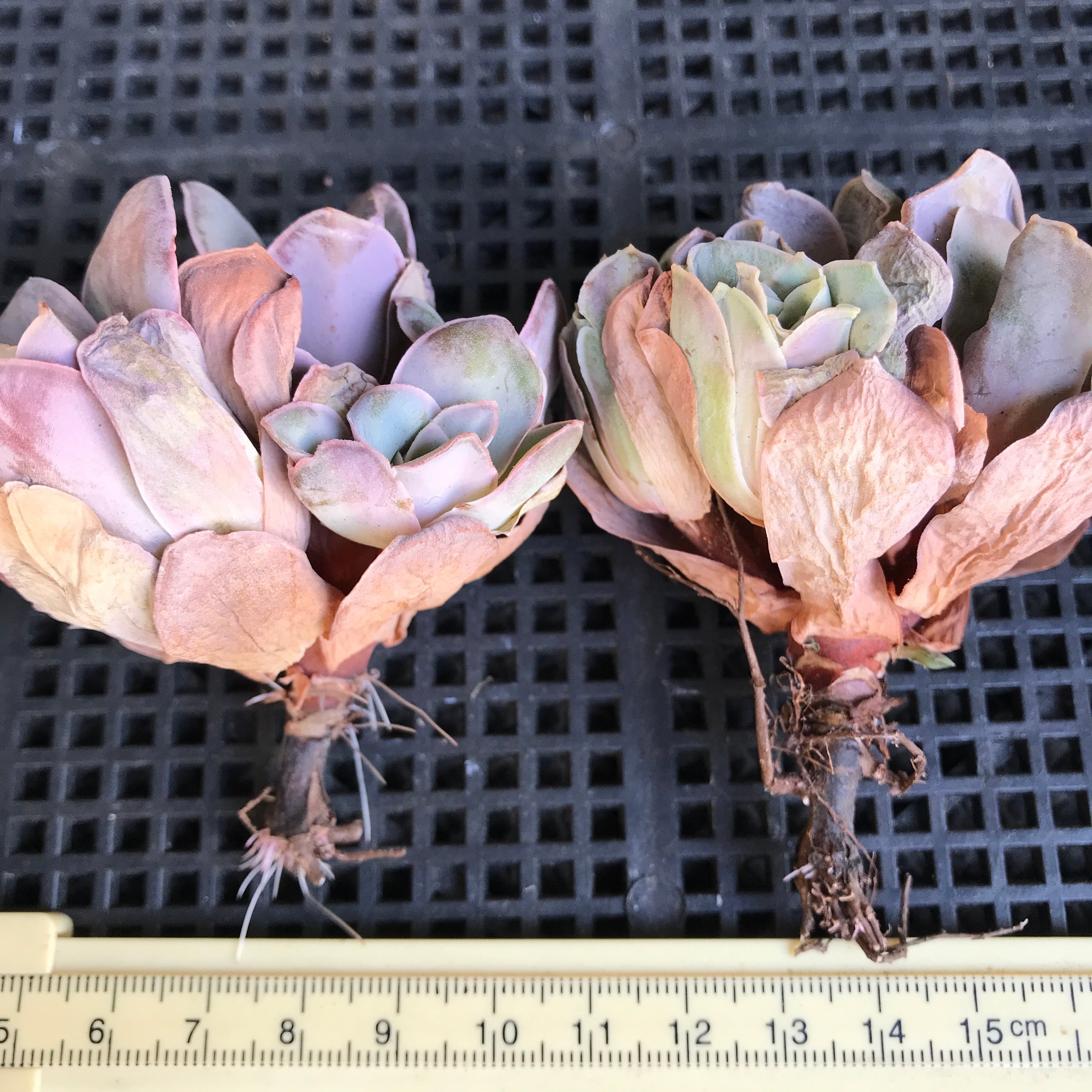 レア✨韓国苗　アドロミクスクス　フィリカウリスレッドスポット 抜き苗 楽天市場】フィリカウリスレッドスポット アドロミスクス M