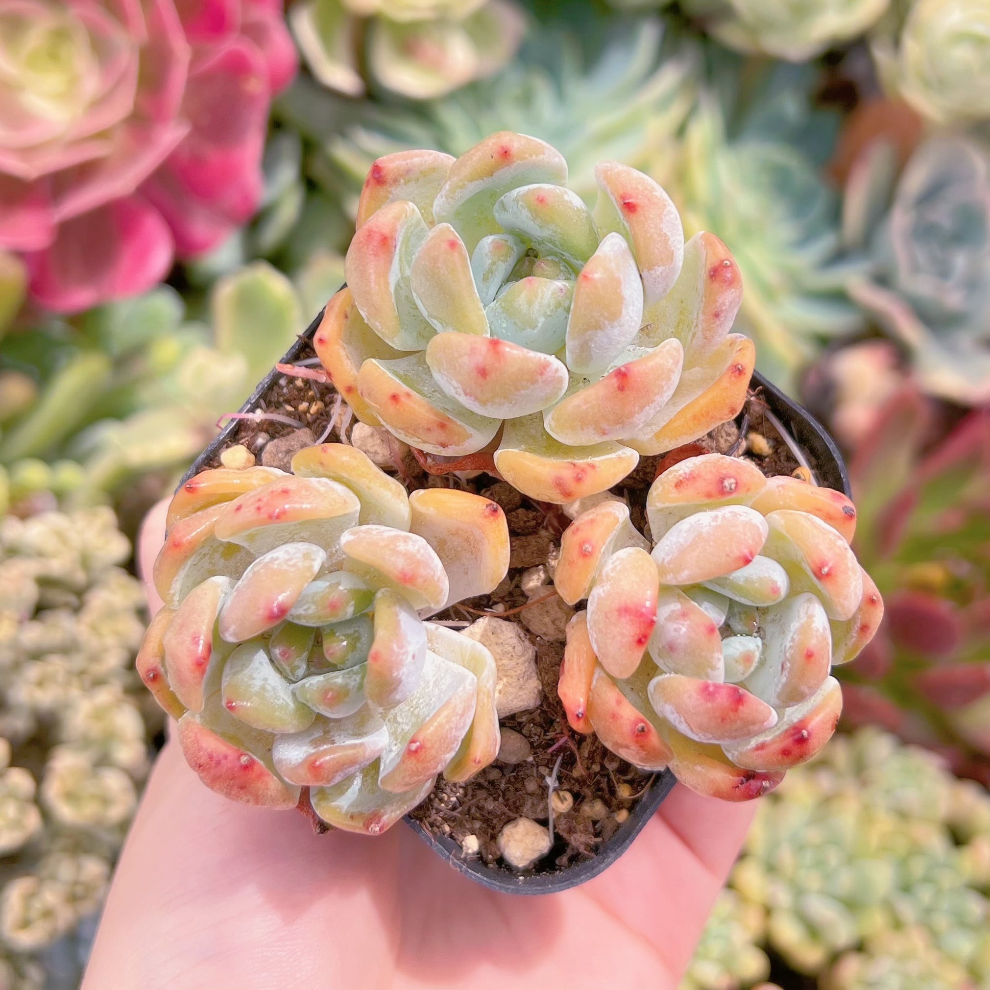 現品　ラウイx冷香#A11　群生　るる農園