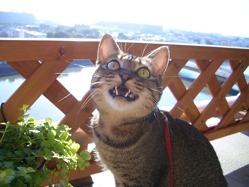 猫 ポストカード The Cat who.... にゃがにゃがアイシス CIMG2632 10x14.8センチ(cm)官製はがきサイズ 猫写真 はがき ねこ葉書 ネコハガキ Postcard ジェリー