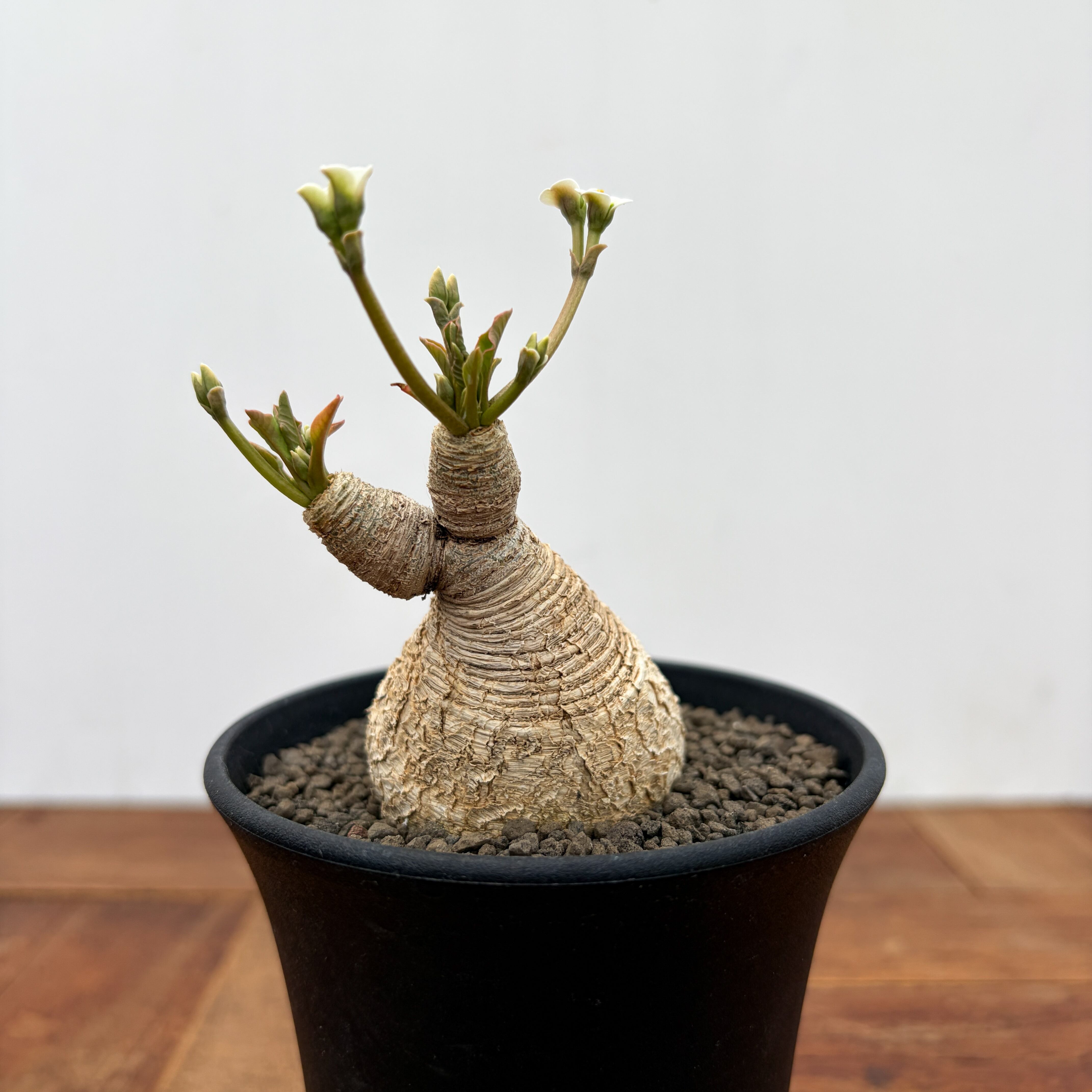 Euphorbia spannringii【ユーフォルビア・スパンリンギー(フィッシュ