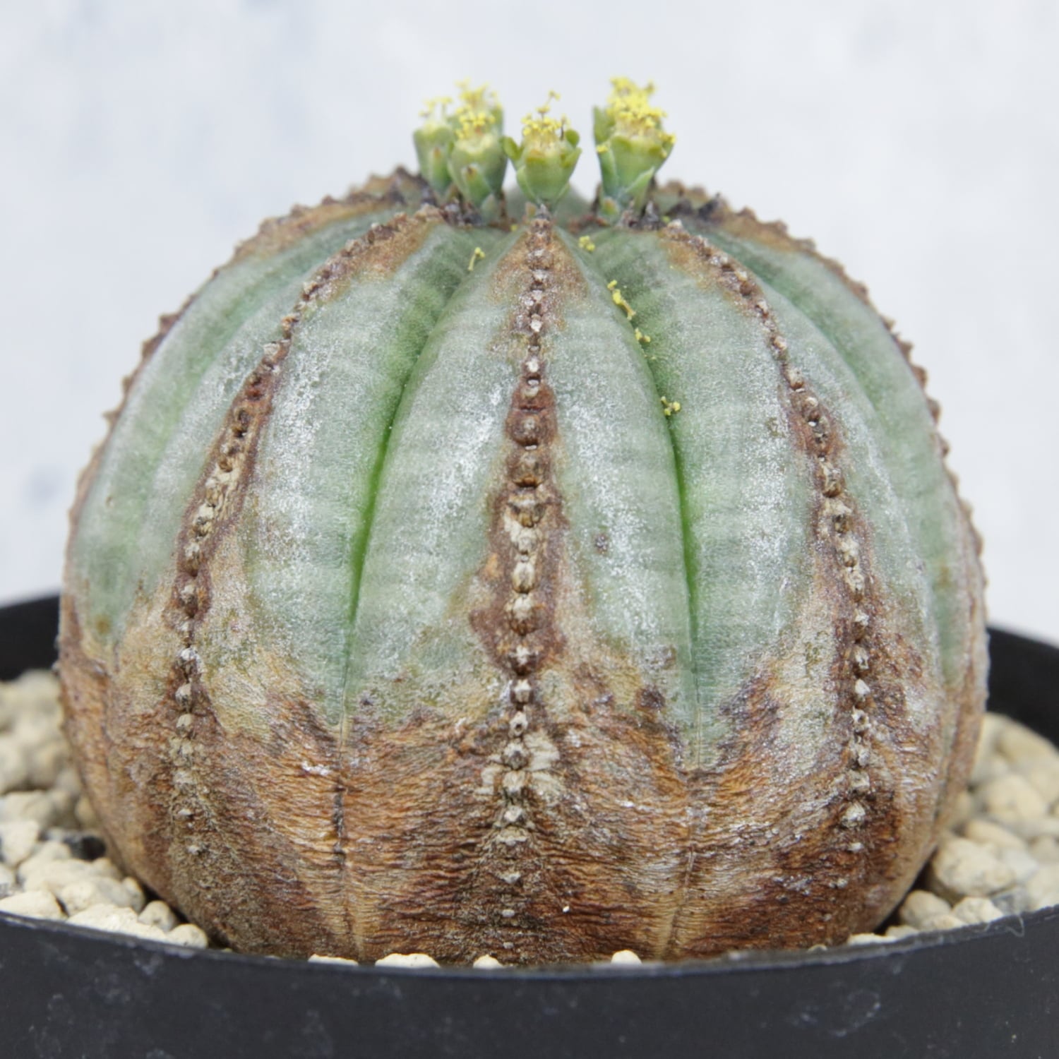 オス株 美模様 木質化 マイクロ オベサ / ユーフォルビア | LIGHTHOUSE