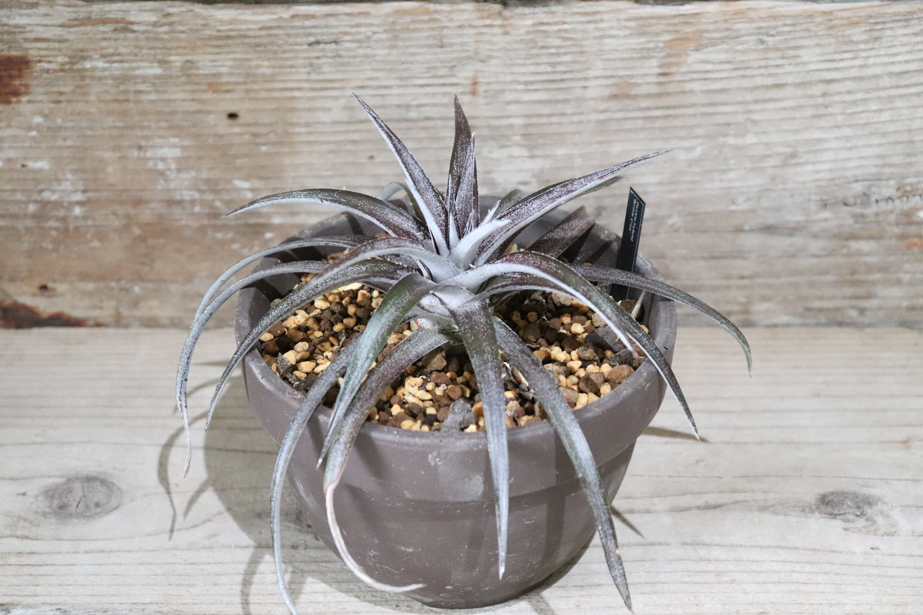 送料無料】 'Brittle Cros' 〔ディッキア〕現品発送D0049 | plane plants