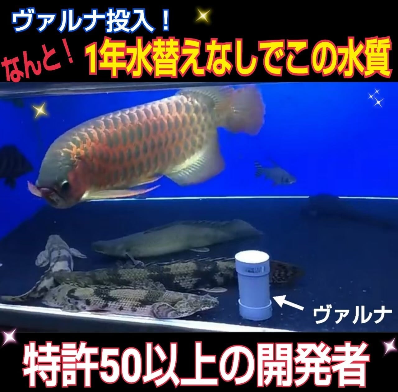 ☆送料無料☆池、養殖池用！【ヴァルナ】超特大サイズ！池の透明度が