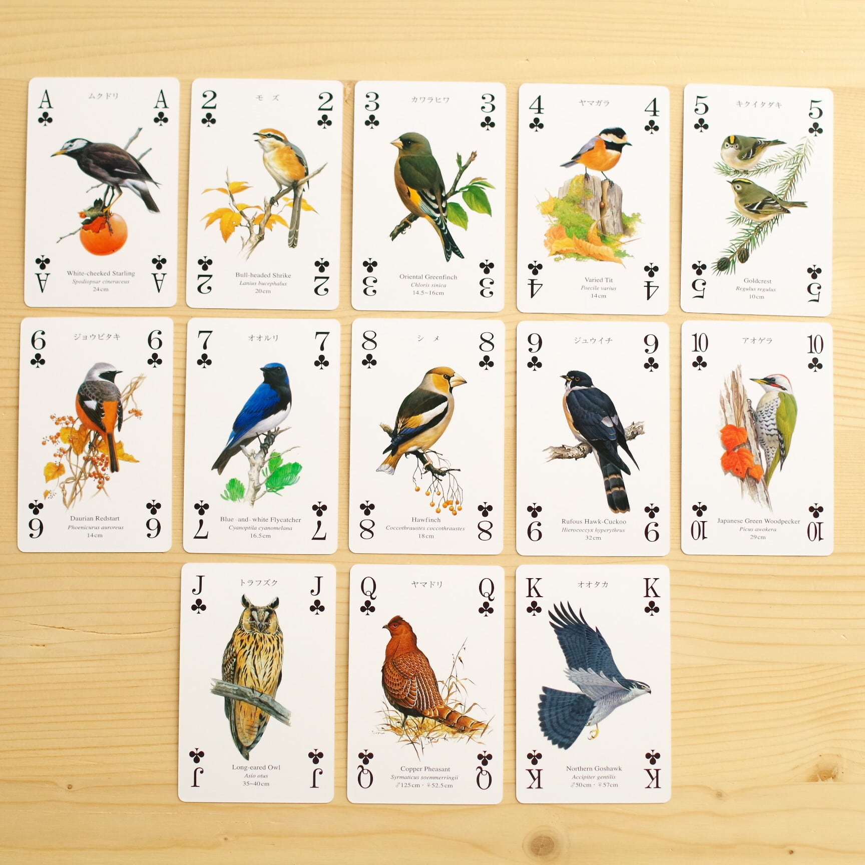 野鳥トランプ 山野の鳥 | 木のおもちゃ専門店 おもちゃ箱 イカロス