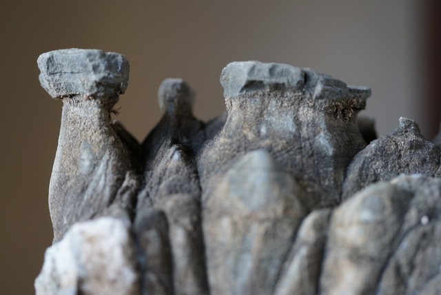 ポンピラ石　誉平石　亀甲石　水石