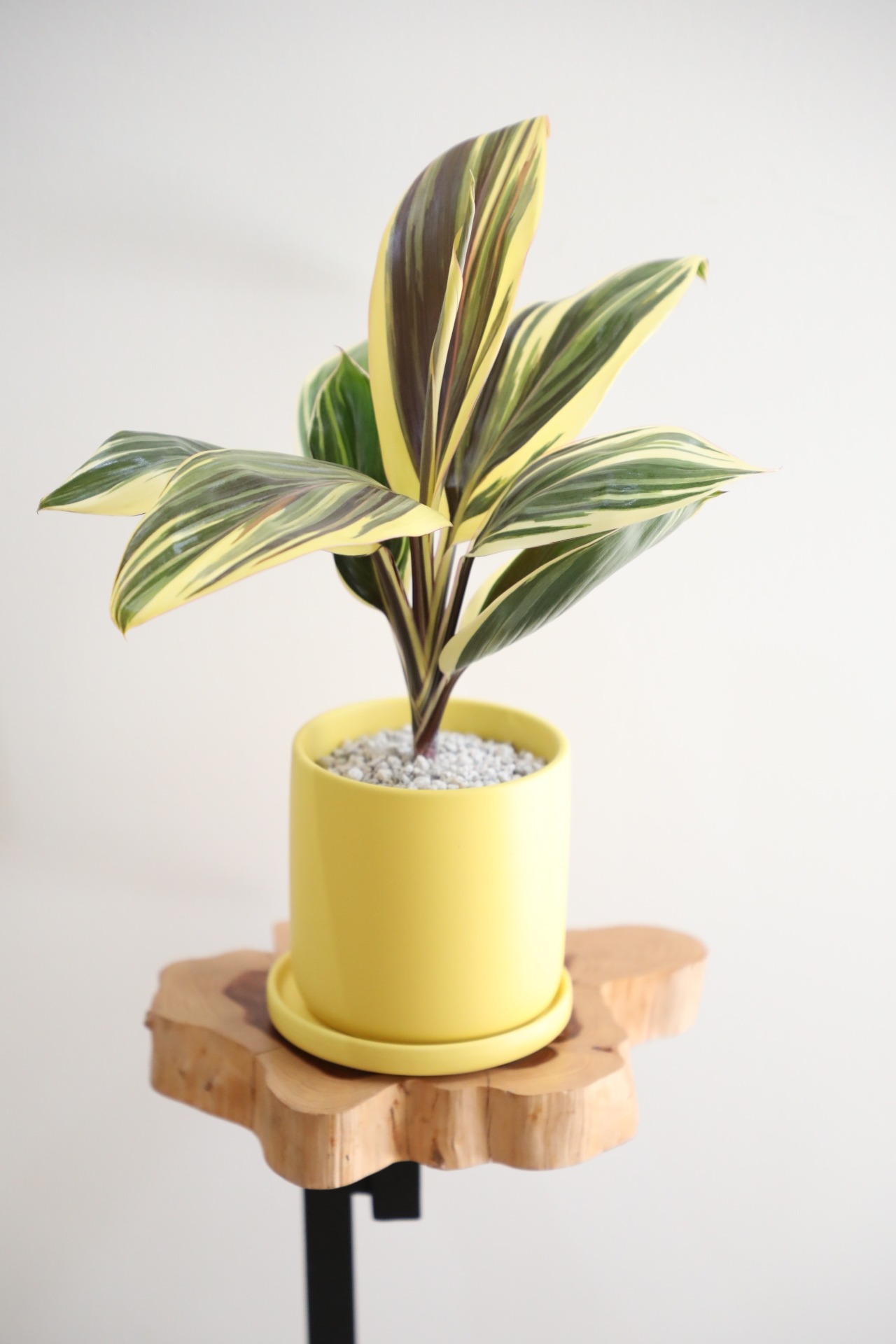 【M】コルジリネ チョコレートクイーン/Cordyline　※陶器鉢付き