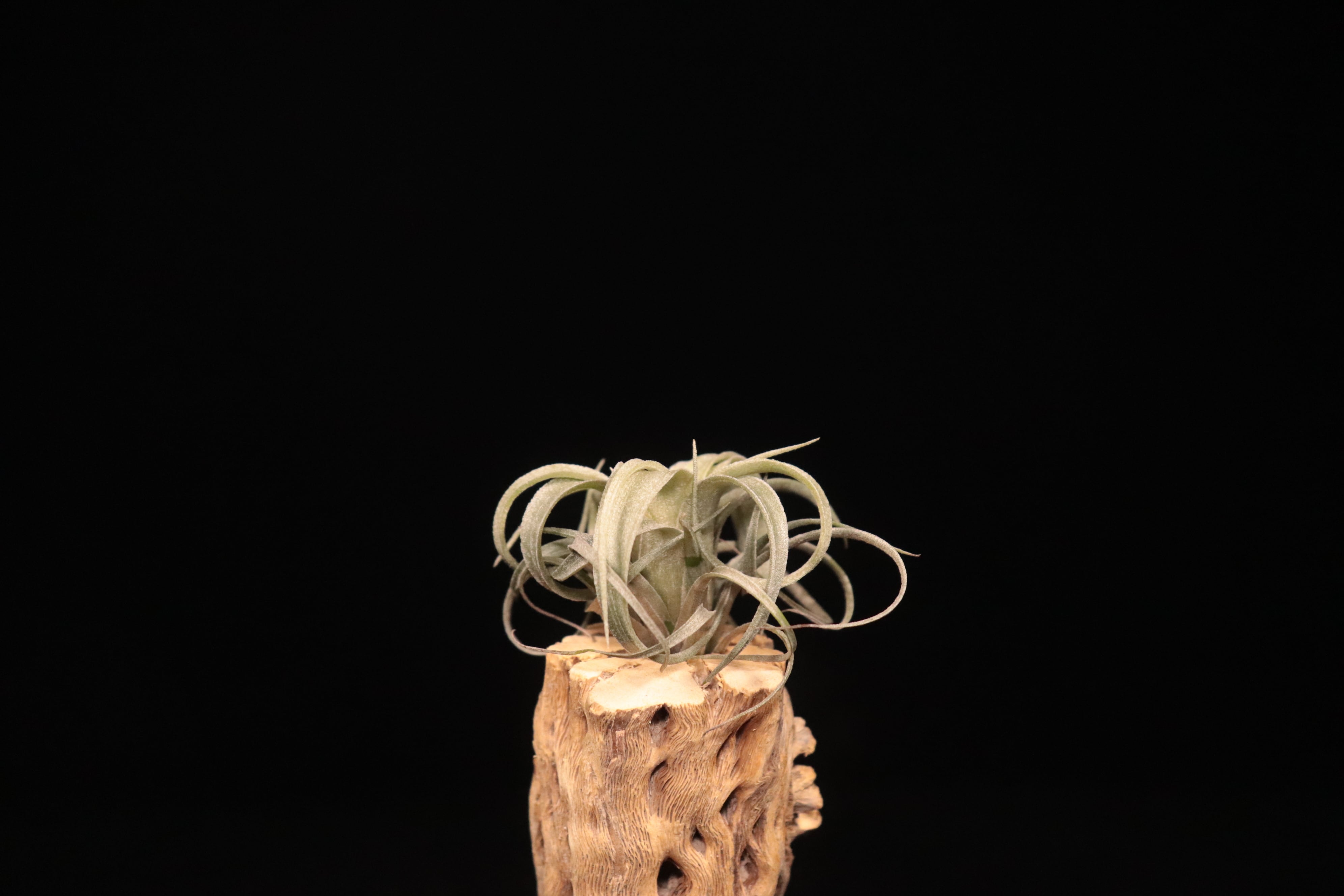 reserved】lorentziana × streptophylla 'Mexico'〔エアプランツ〕現品