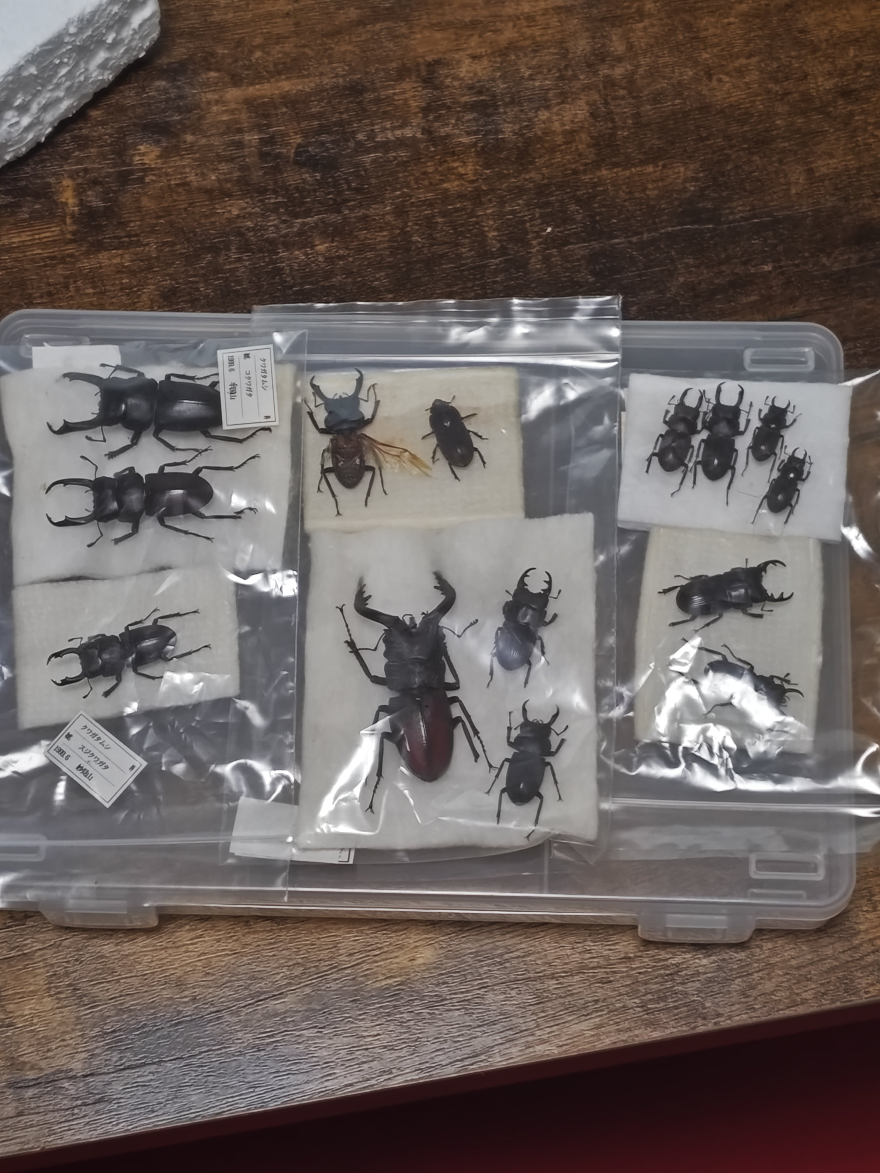 国産クワガタ標本＆標本用死虫余剰品 | クワカブ販売