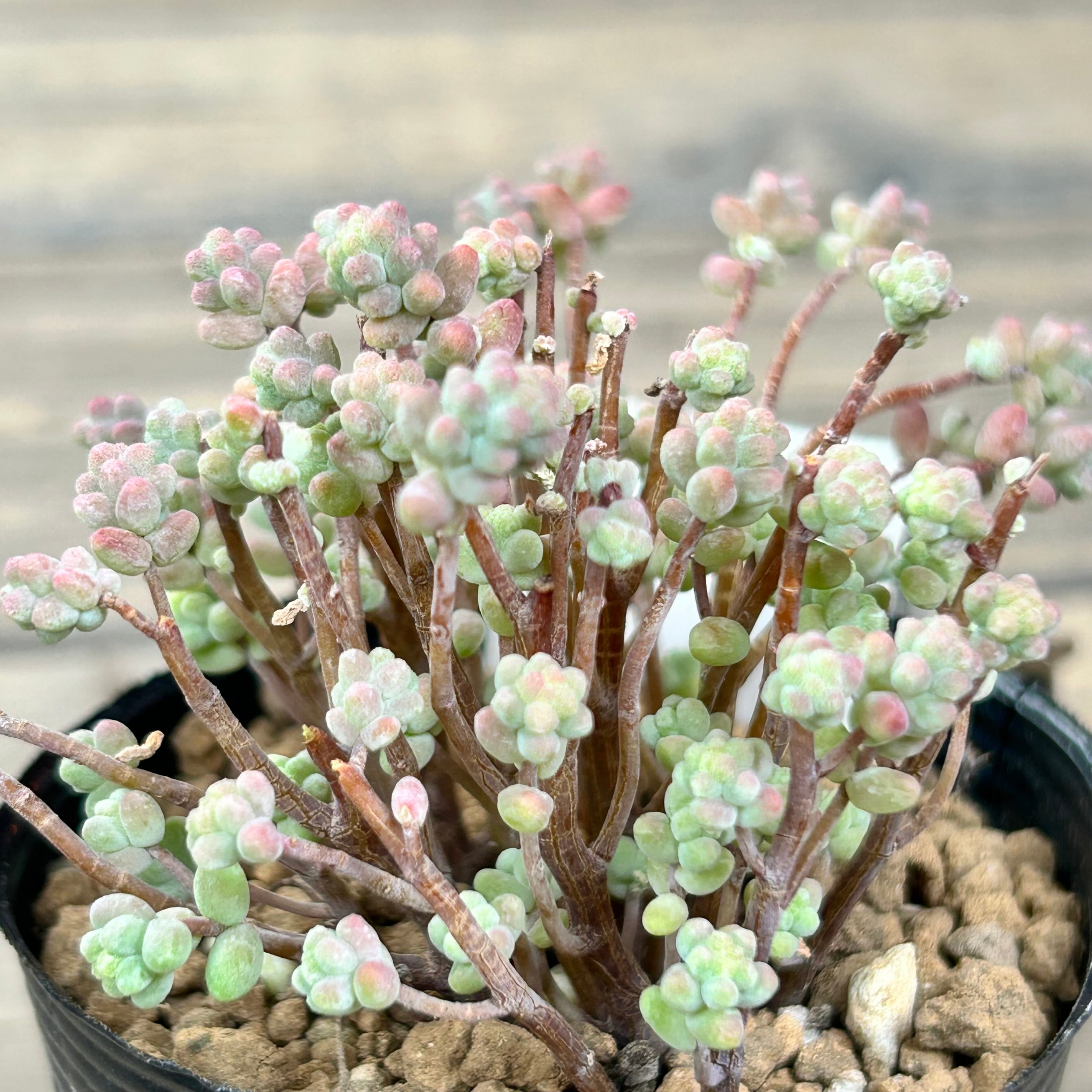 ☆ご確認用☆木立性ブレビフォリウム