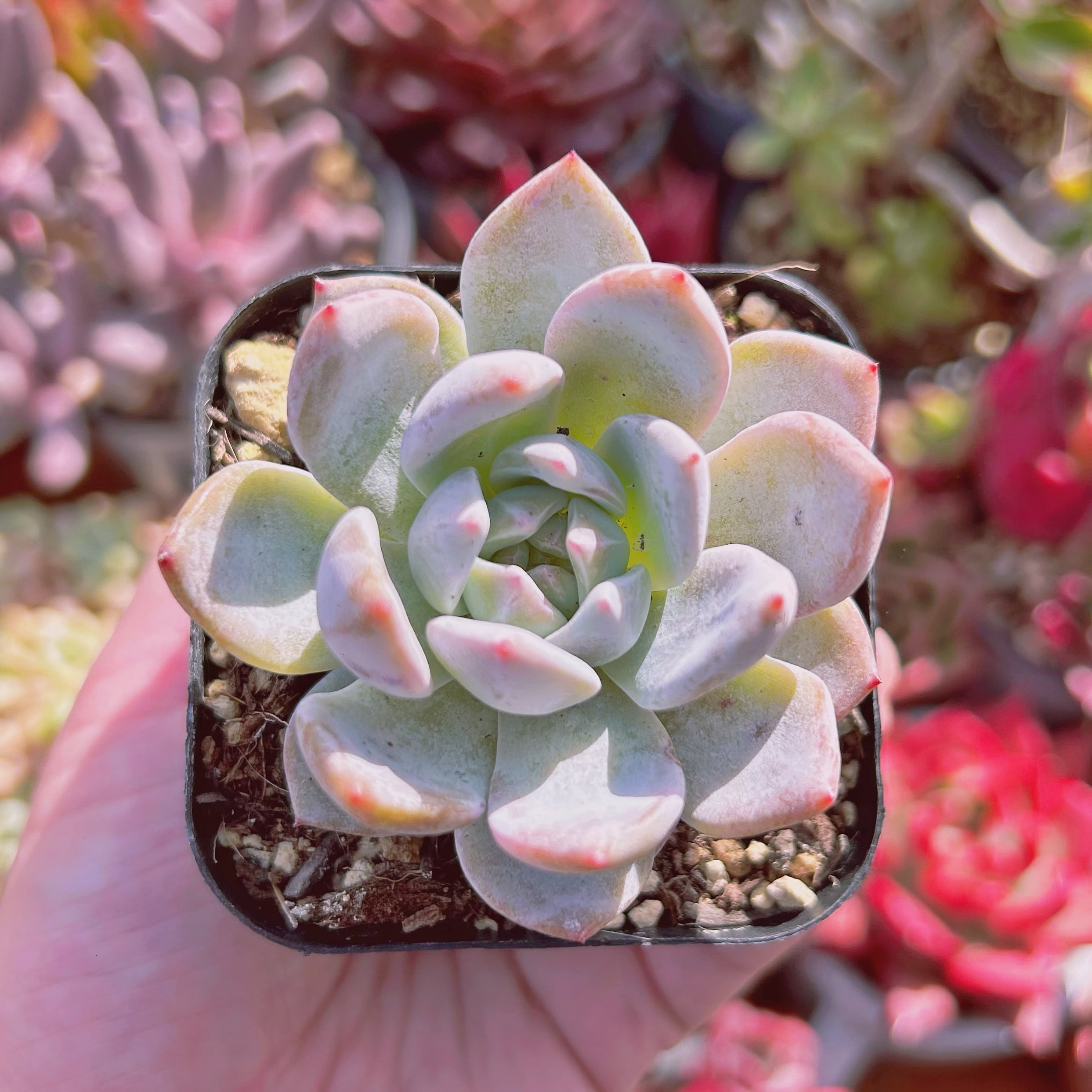 現物　多肉植物　Echeveria モンロー　抜き苗