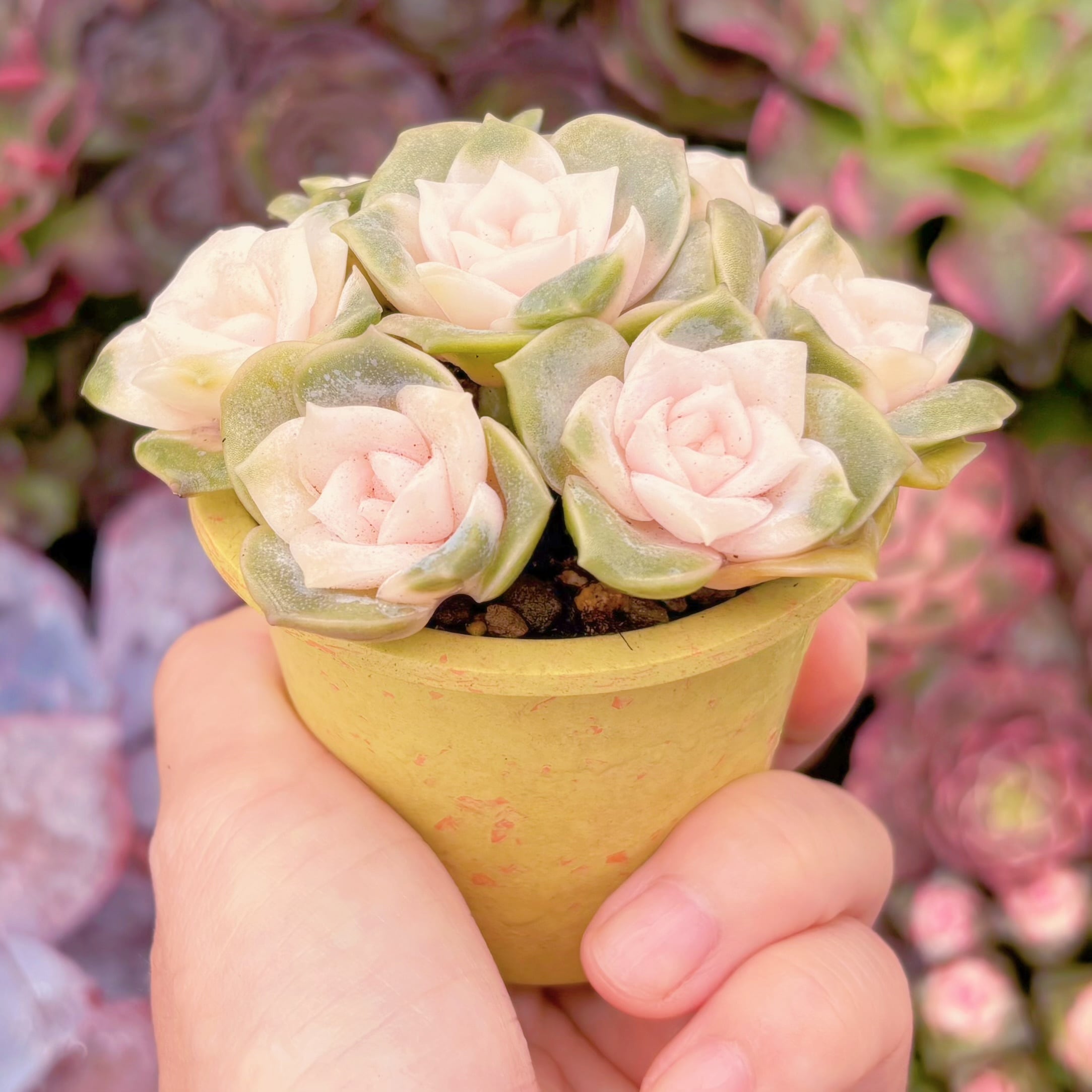 多肉植物 ラブリーローズ錦(7苗) Sサイズ 新入荷 るる農園 | るる農園