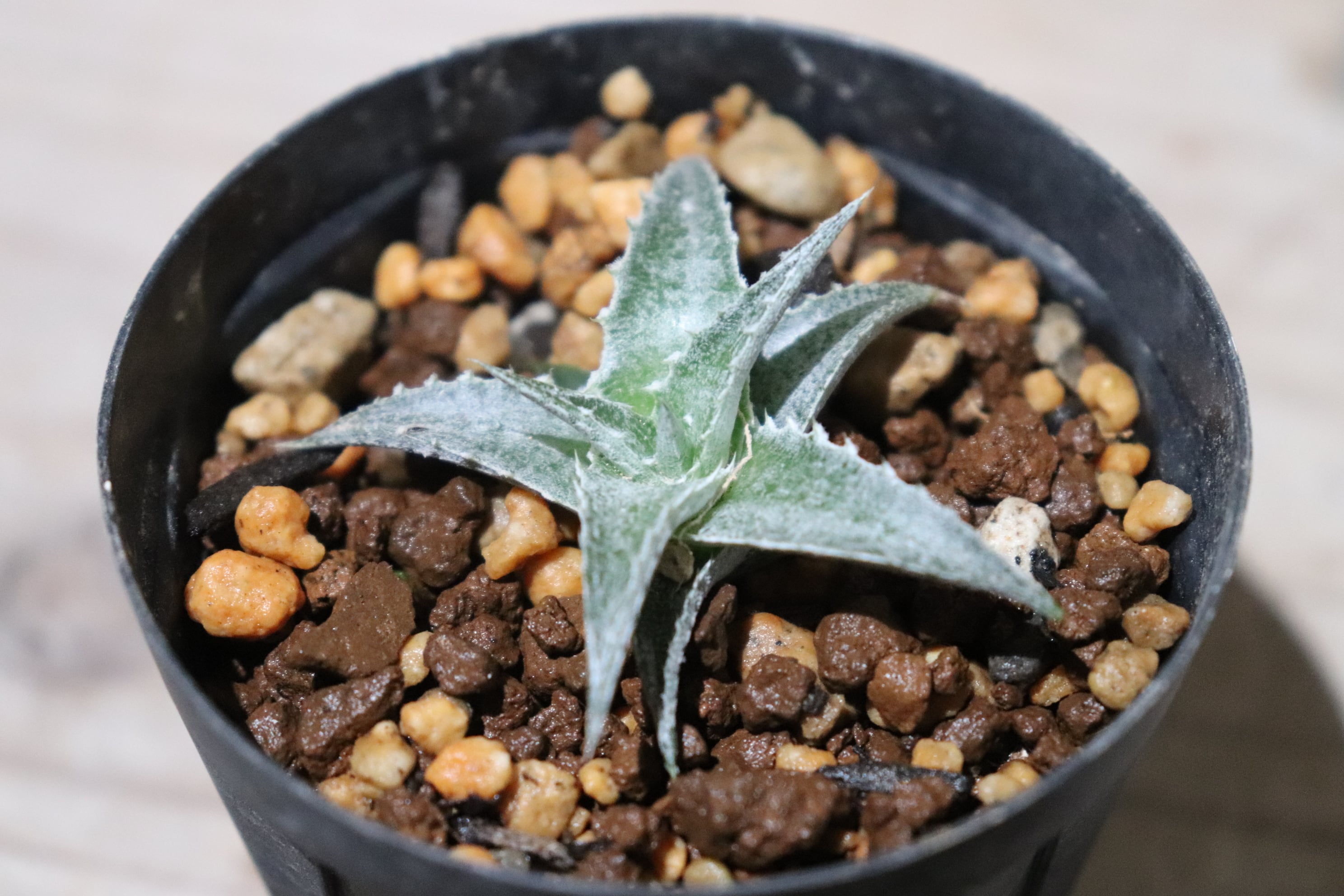 送料無料】Hechtia lanata seedling〔ディッキア〕現品発送HE014 送料無料】Hechtia lanata seedling〔ディッキア〕現品発送HE014