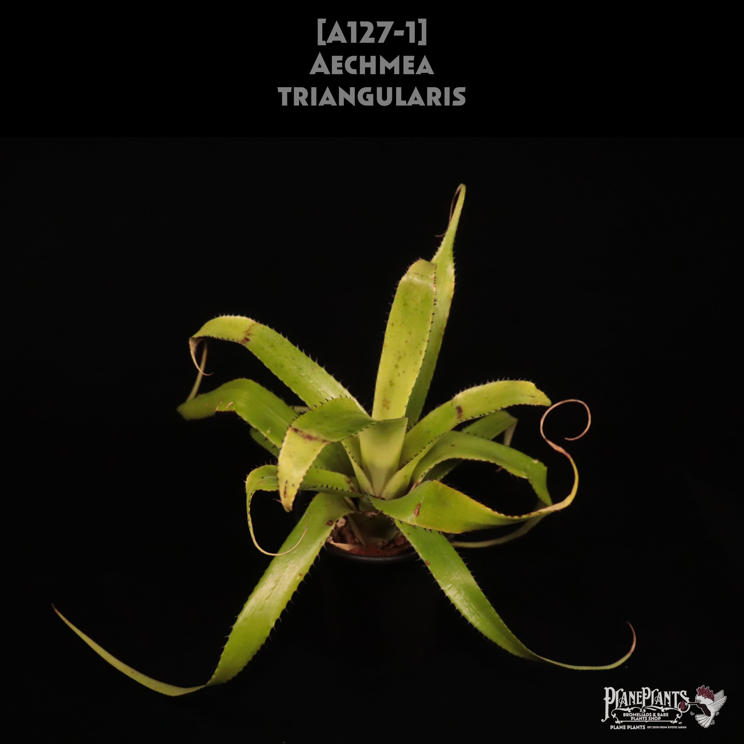 【送料無料】Aechmea tocantina〔エクメア〕現品発送A0164 送料無料】Aechmea tocantina〔エクメア〕現品発送A0164 | plane