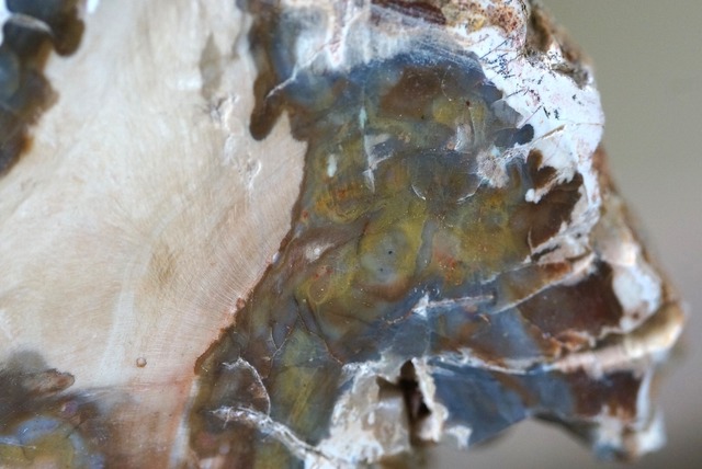 珪化木 Araucarioxylon 26