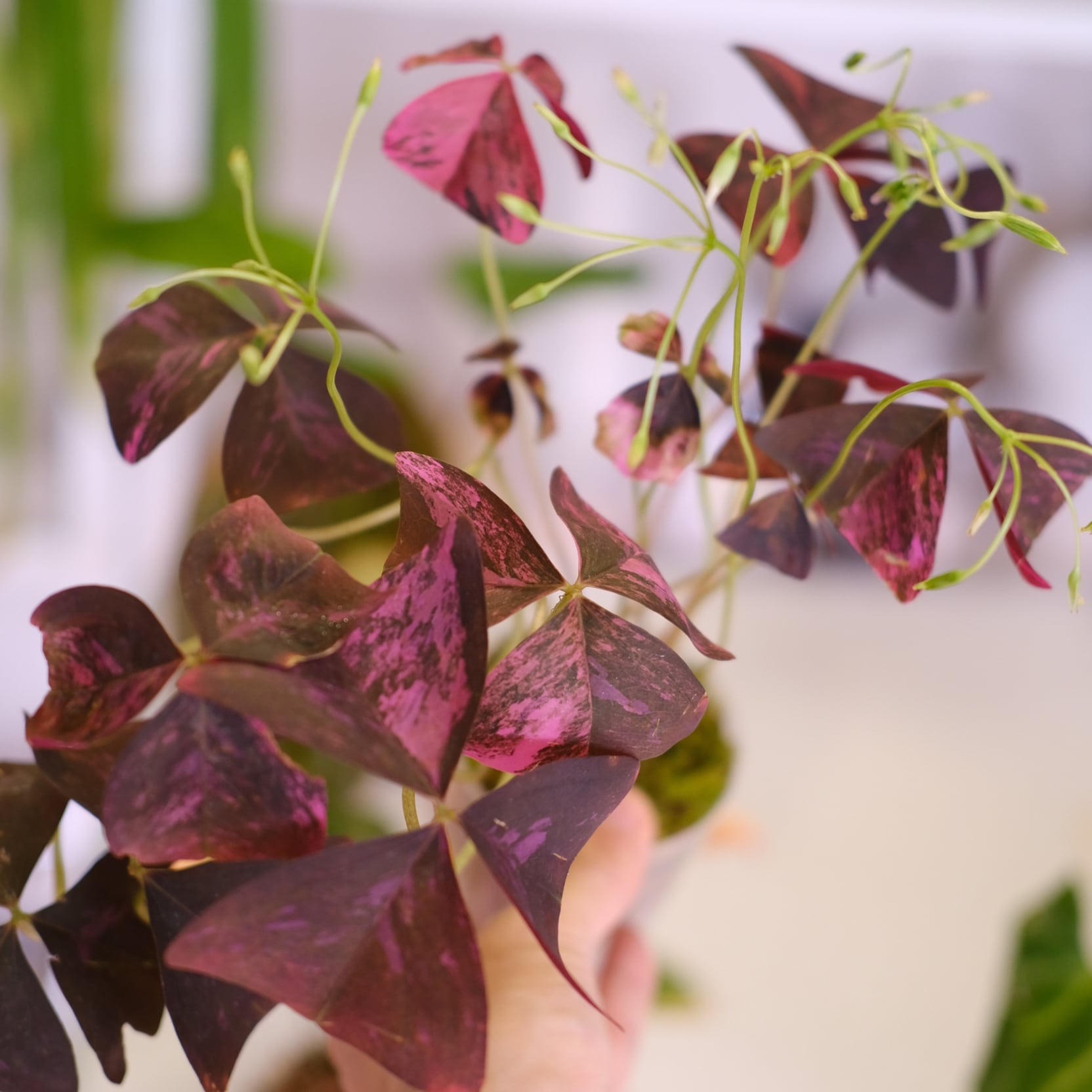 オキザリス　トライアングラリス　ピンク　斑入り Oxalis triangularis variegated｜オキザリス トライアングラリス